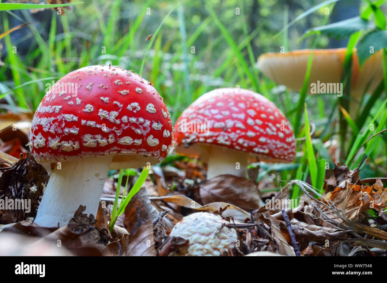 Three young, beautiful, but toxic Fly Agaric mushrooms (Amanita Muscaria), growing in a row in natural habitat Stock Photo