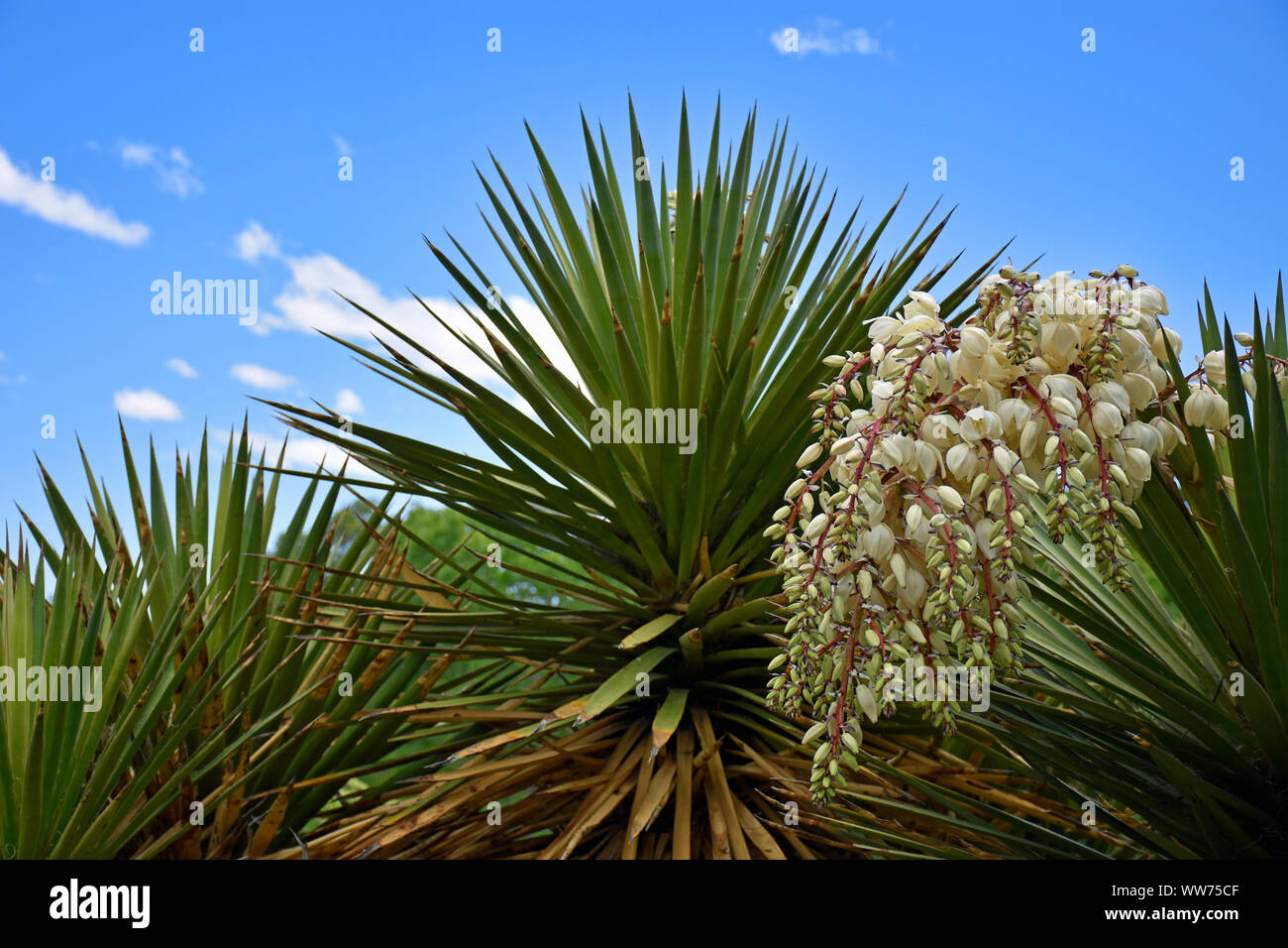 Desert Yucca in the Sky in New Mexico Stock Photo