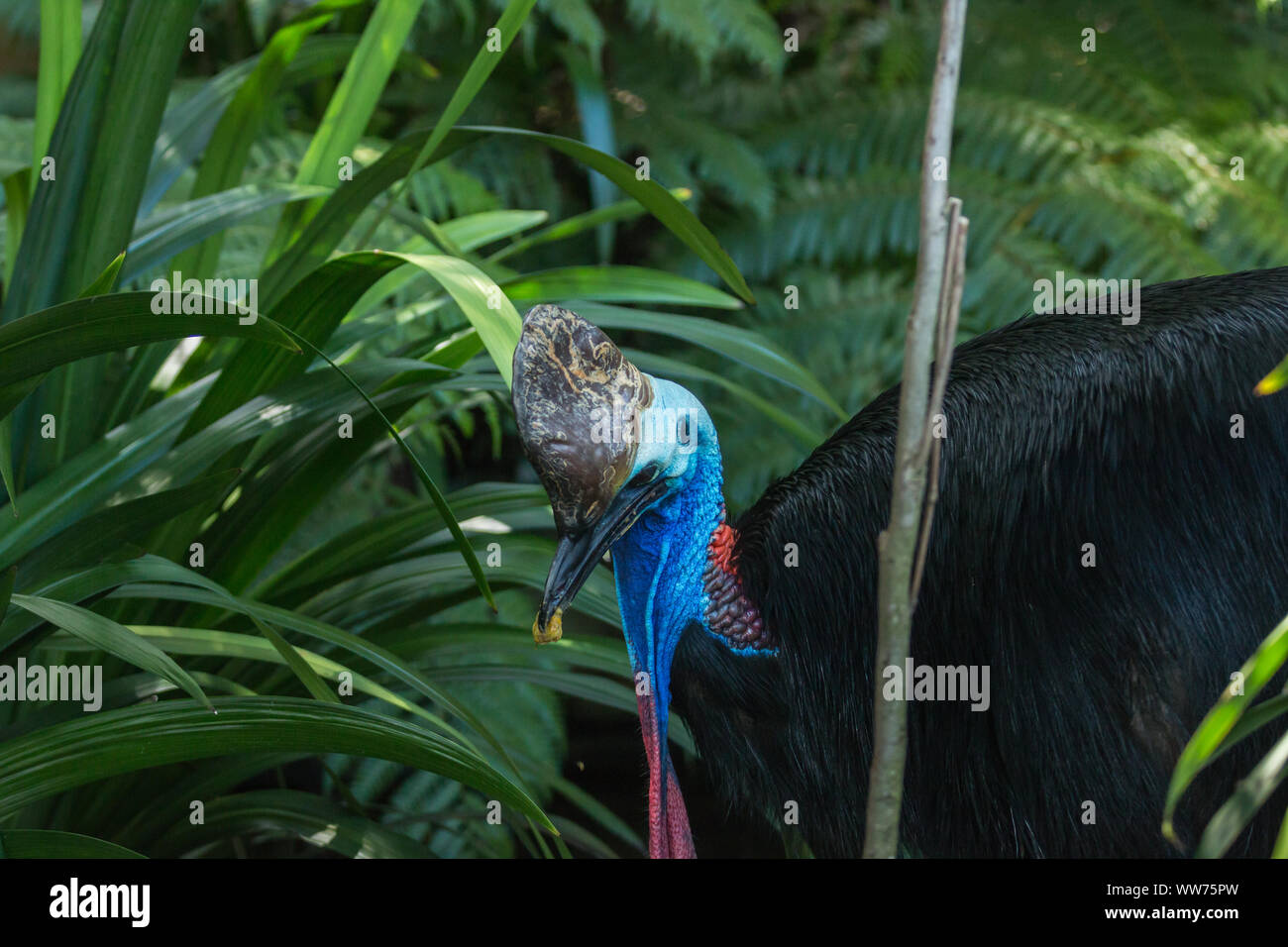 Southern cassowary bird - Australia Stock Photo