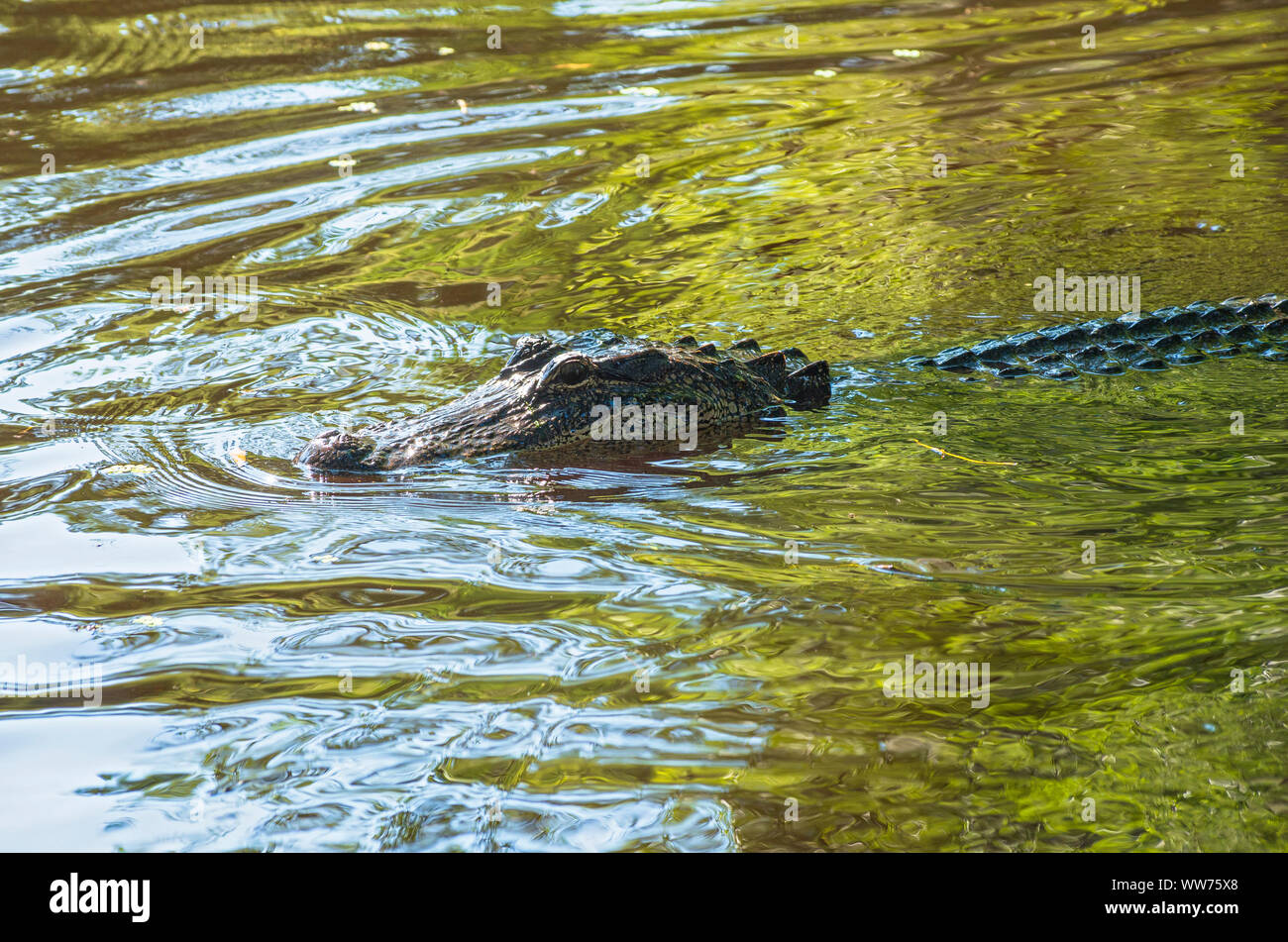 american alligator or alligator mississippiensis submerged in water with snout just above surface Stock Photo