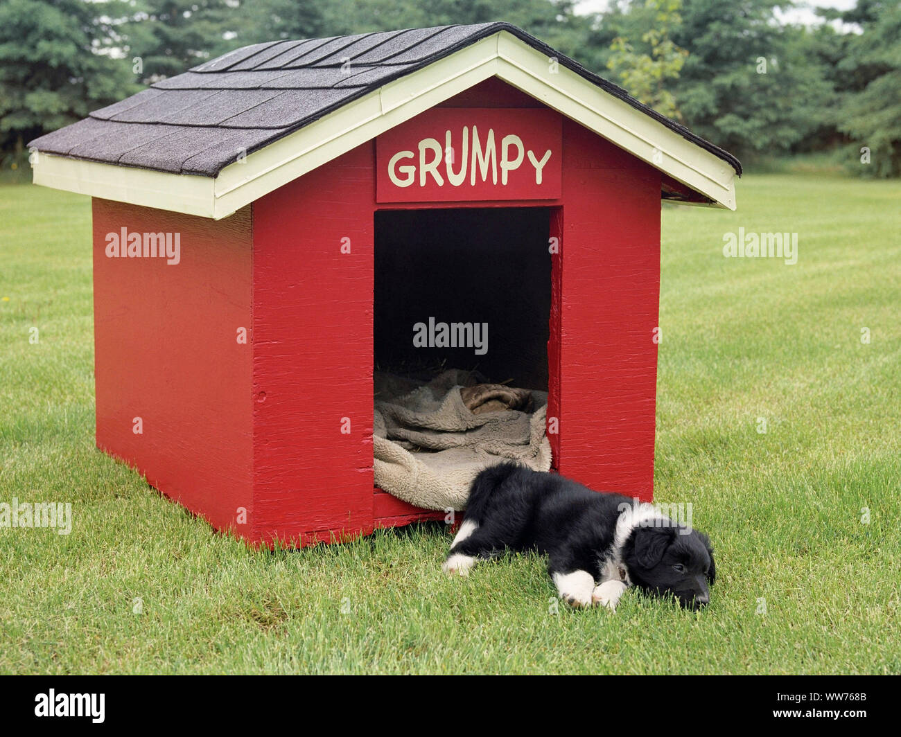 Dog (Border Collie) Sleeping in a Red Doghouse Stock Photo Alamy