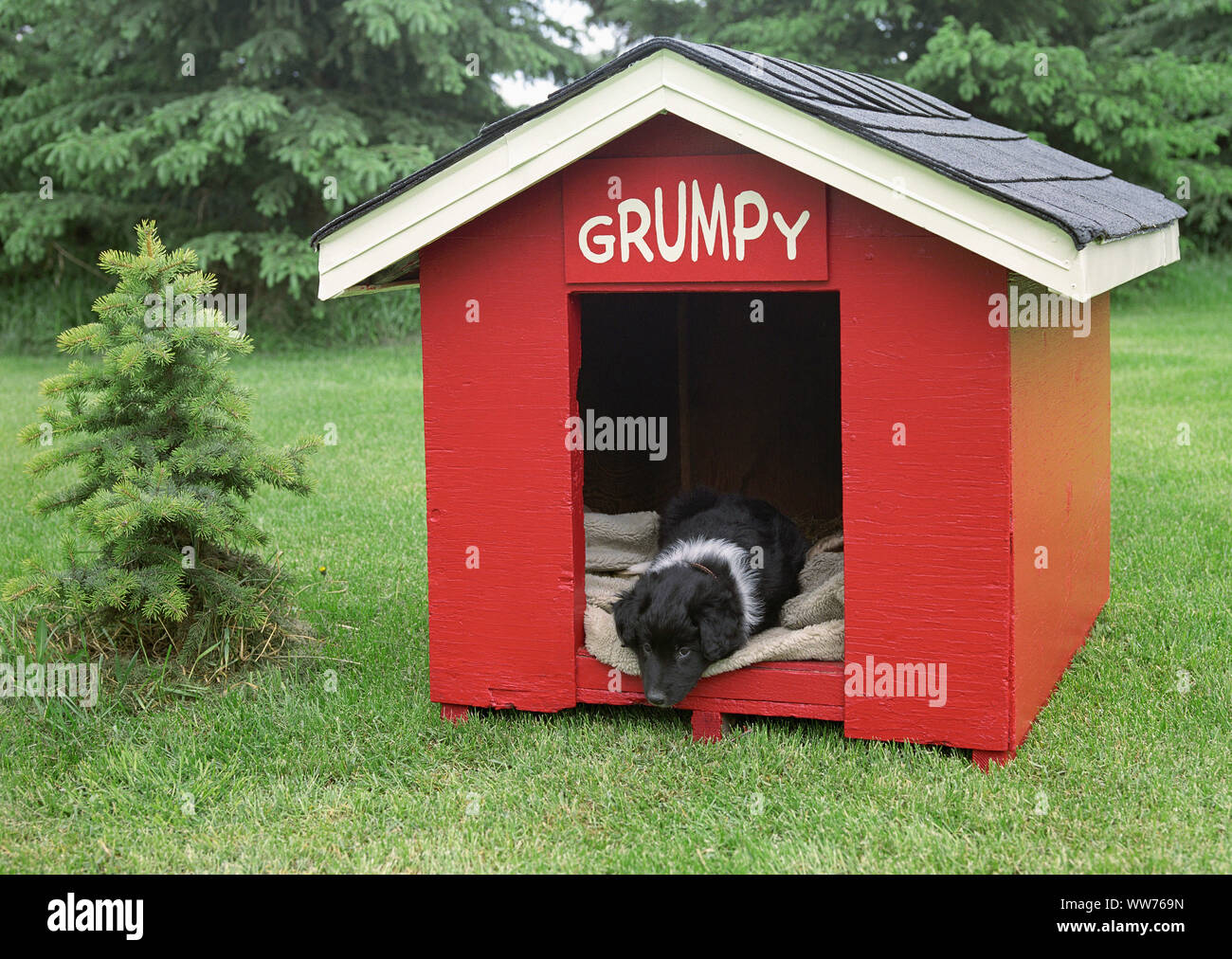 Dog (Border Collie) Sleeping in a Red Doghouse Stock Photo Alamy