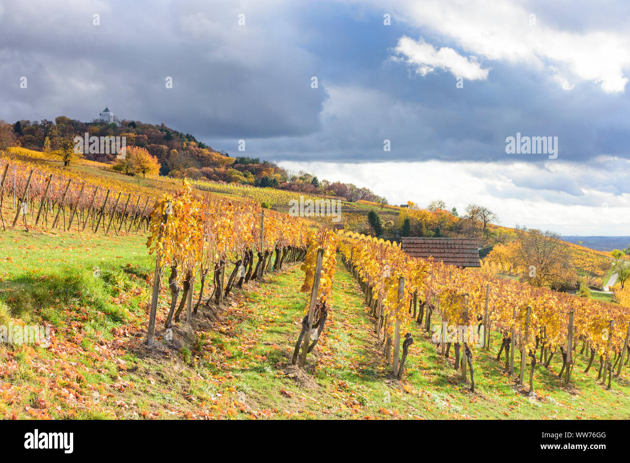Heppenheim (Bergstraße), vineyard, vineyards of wine growing area Bergstrasse, castle Starkenburg, golden autumn, yellow vine leafs, hill, sunny in Bergstraße, Hessen, Hesse, Germany Stock Photo