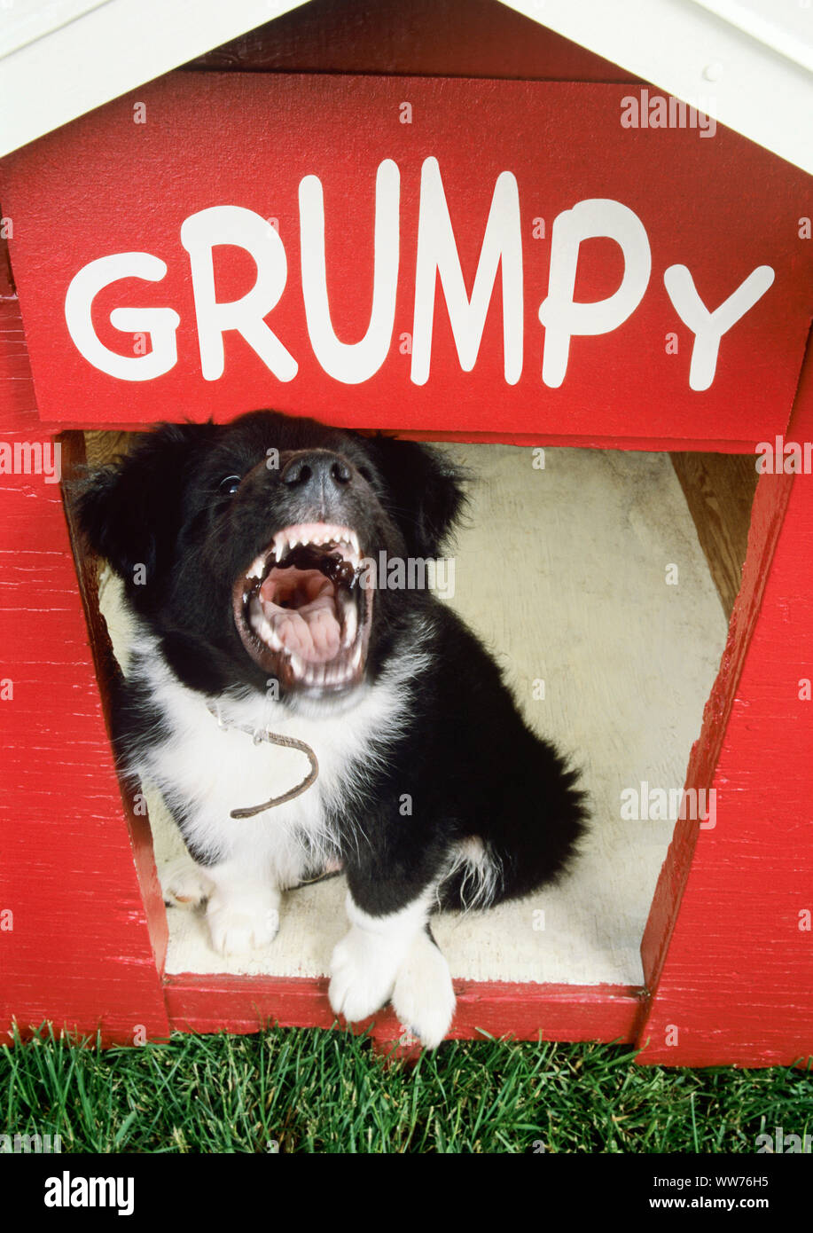 Angry Dog named 'Grumpy' in a Red Doghouse Stock Photo
