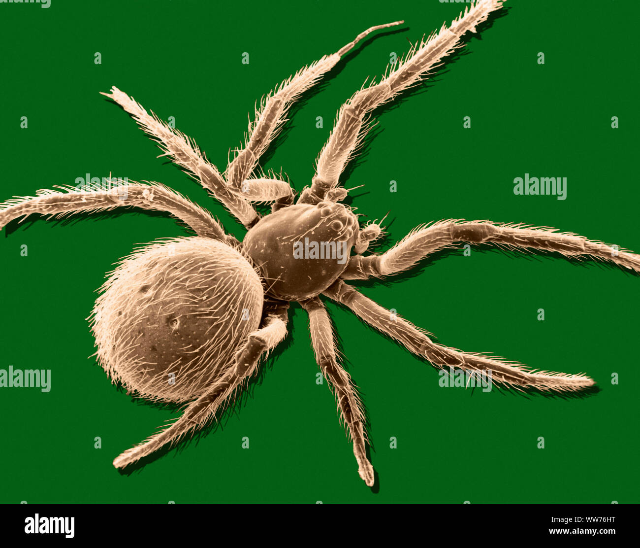 Scanning Electron Microscope image of a Spider (12 x magnification, computer enhanced) Stock Photo