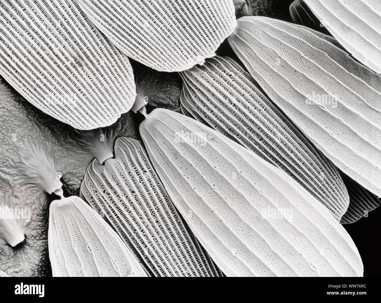 butterfly under microscope