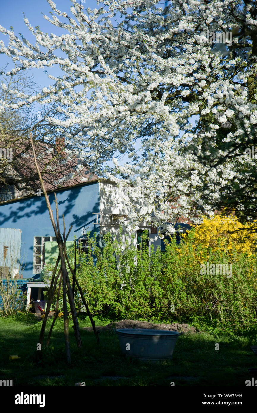 Garden, cherry blossom season, springtime Stock Photo
