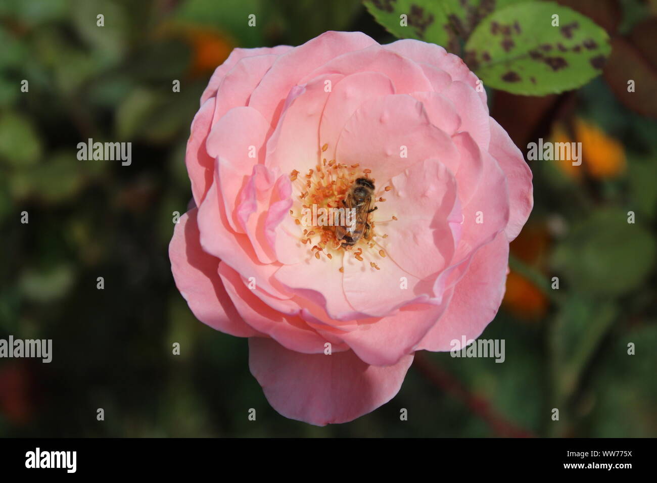 The picture shows a pink rose in the garden Stock Photo - Alamy