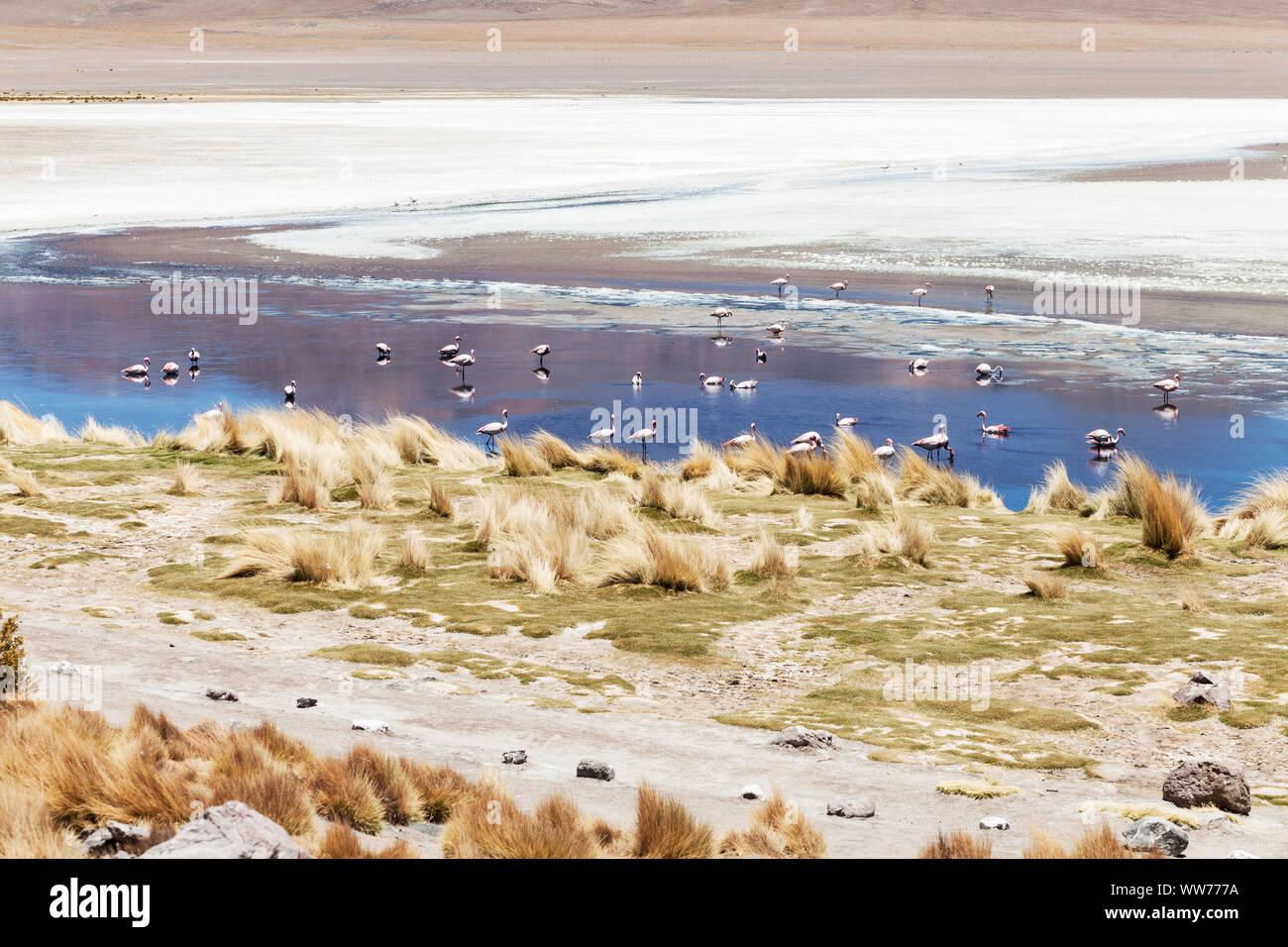 Bolivia, Eduardo Abaroa Andean Fauna National Reserve, lake, flamingos Stock Photo