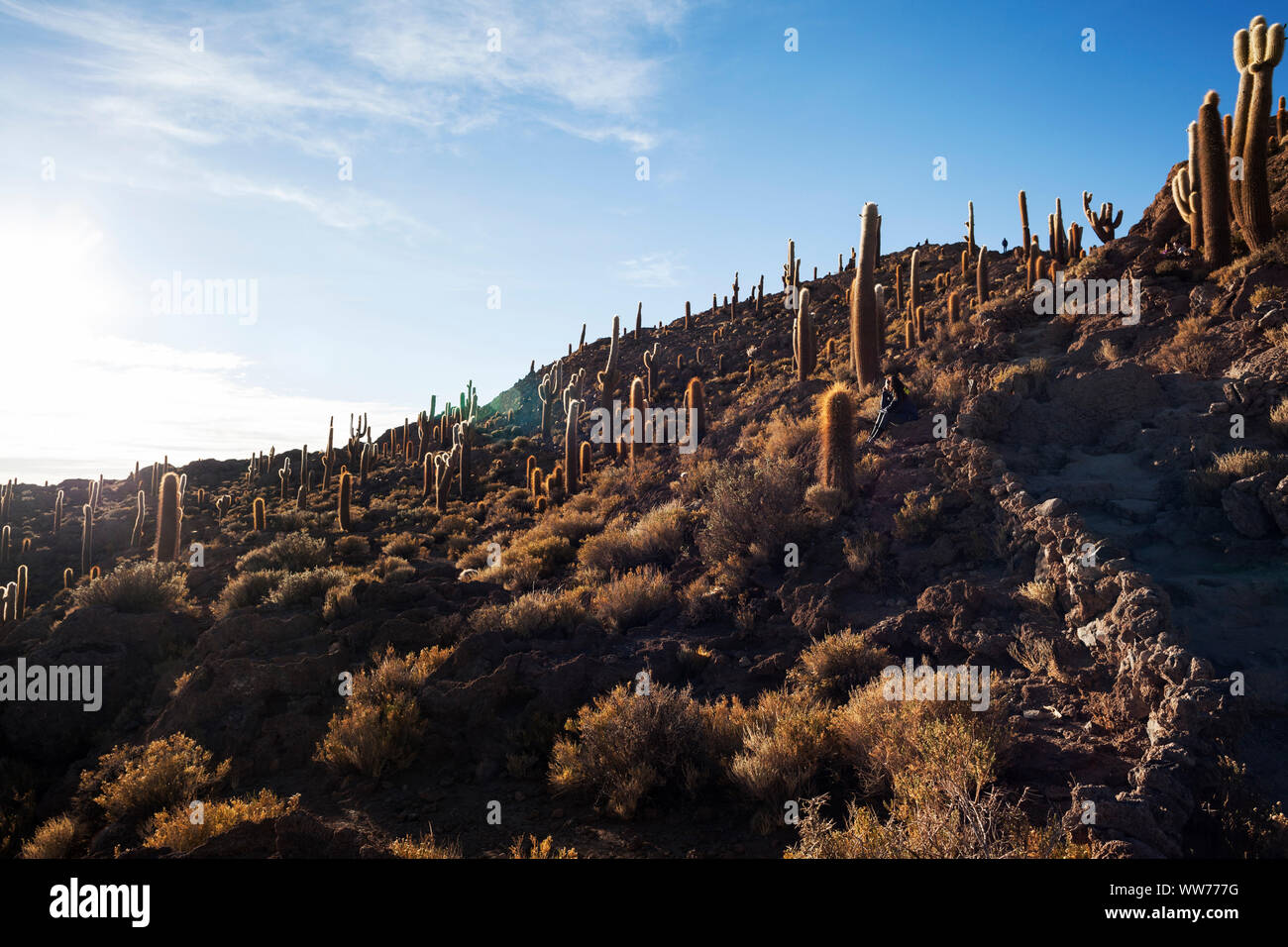 Bolivia, Uyuni, Salar de Uyuni Salt Flat, Isla Incahuasi, landscape with cactuses Stock Photo