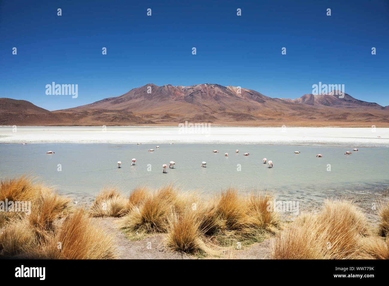 Bolivia, Eduardo Abaroa Andean Fauna National Reserve, lake, flamingos Stock Photo