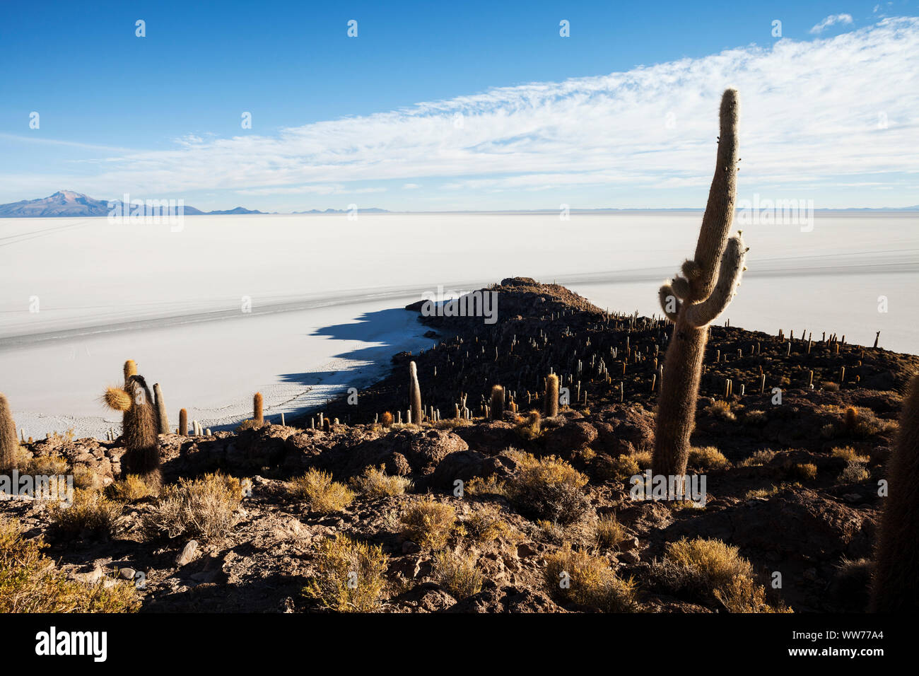 Bolivia, Uyuni, Salar de Uyuni Salt Flat, Isla Incahuasi, landscape with cactuses Stock Photo