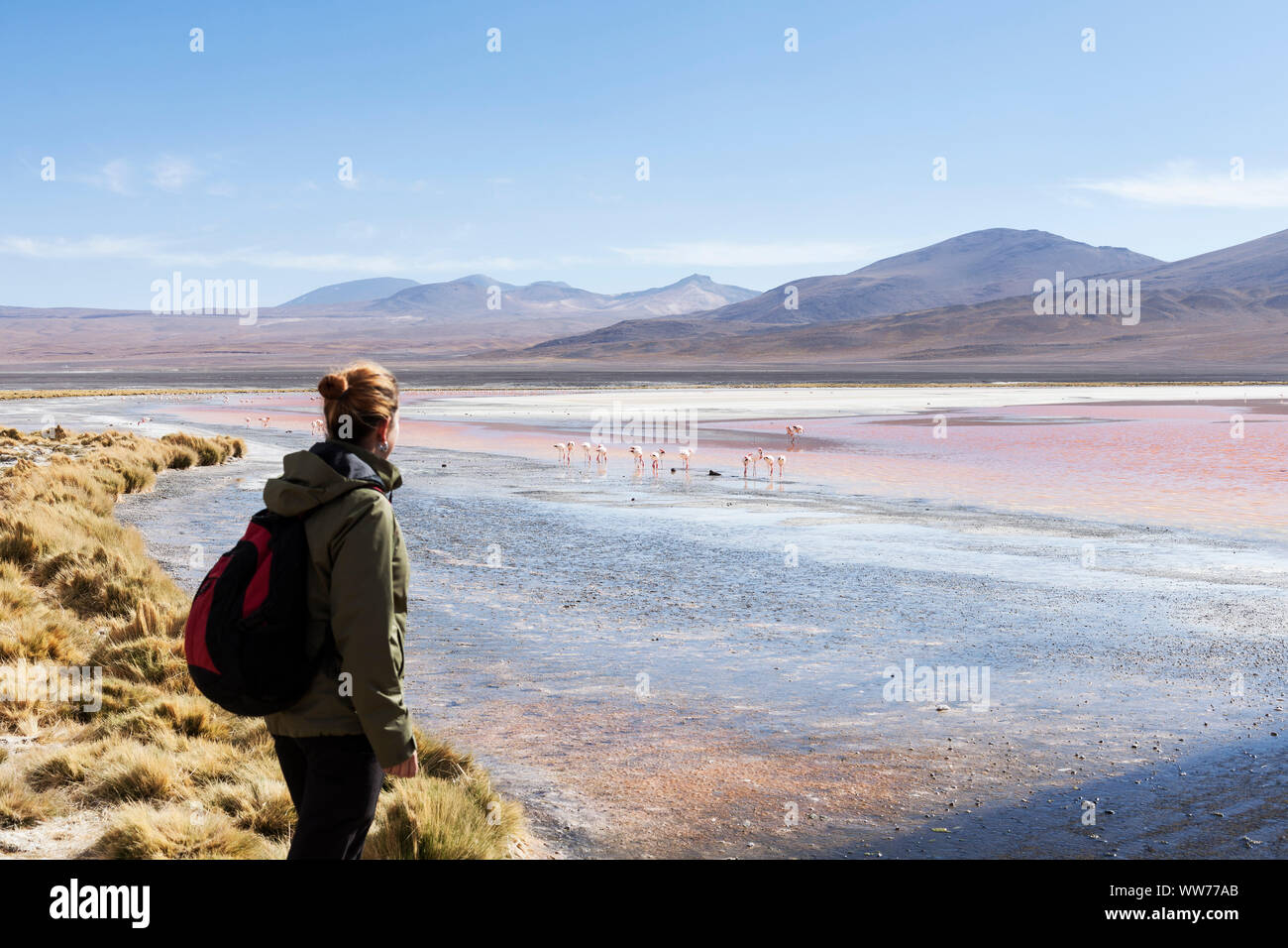 Bolivia, Eduardo Abaroa Andean Fauna National Reserve, Laguna Colorada, female observes flamingos Stock Photo