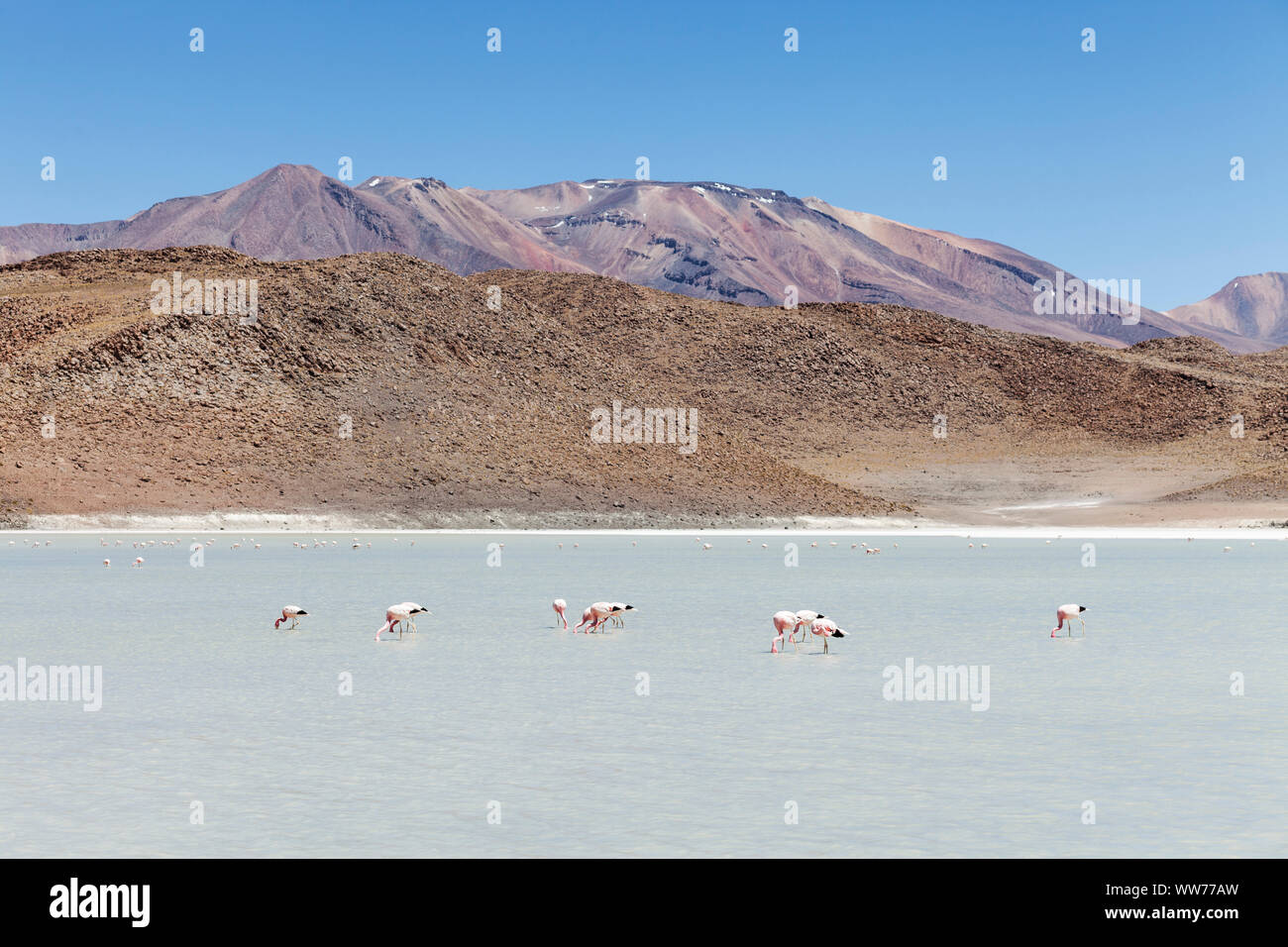 Bolivia, Eduardo Abaroa Andean Fauna National Reserve, lake, flamingos Stock Photo