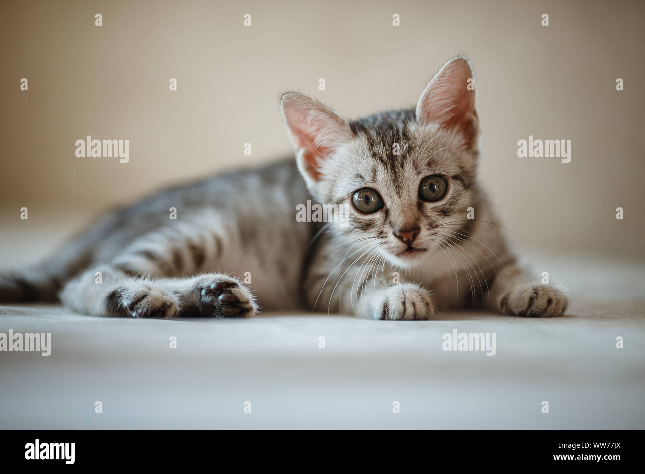 One Month Old And Cute Silver Tabby Of An American Shorthair