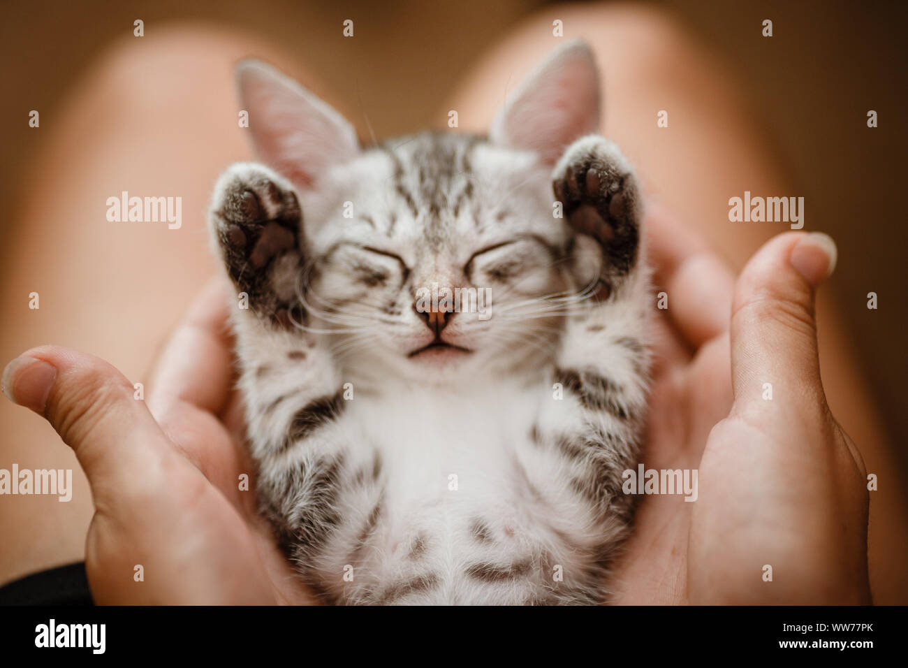 Pretty little cheap kitties