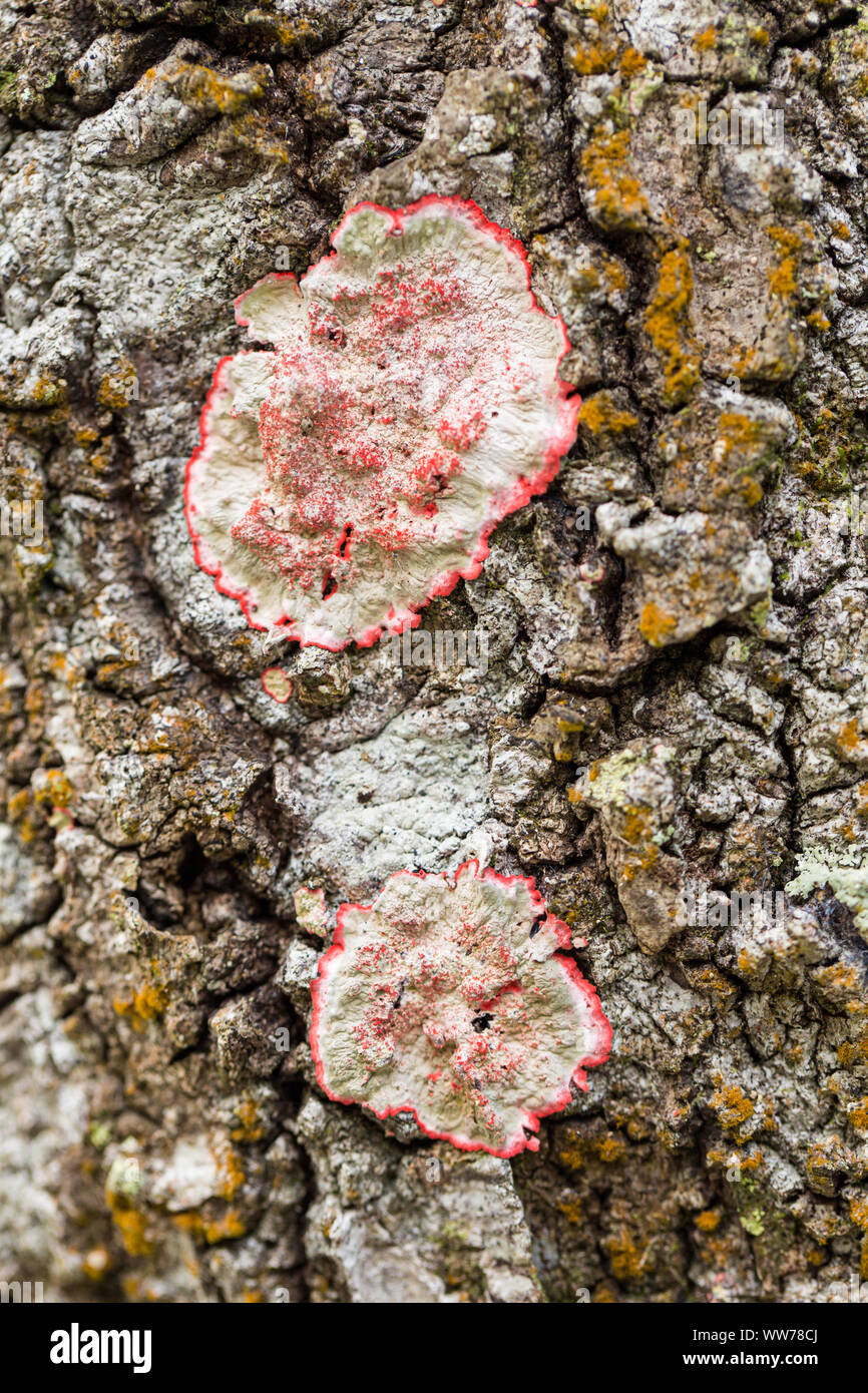 Christmas Wreath Lichen growing on tree bark in Hammock Park, Dunedin, Florida. Stock Photo