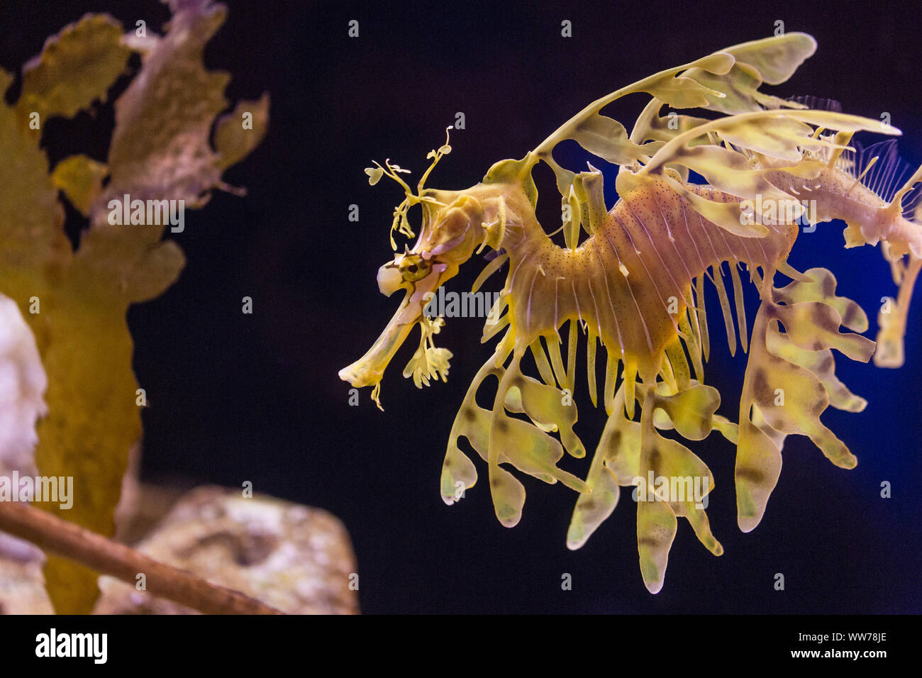 Leafy Seadragon or Glauert's Seadragon (Phycodurus eques) at the Florida Aquarium in Tampa, Florida, USA. Stock Photo