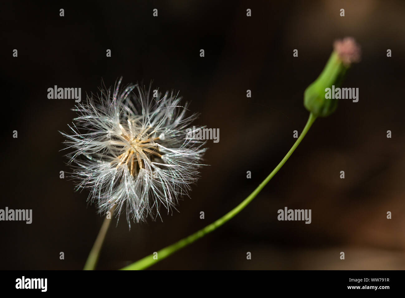 Dandelion flowers and seed hi-res stock photography and images - Alamy
