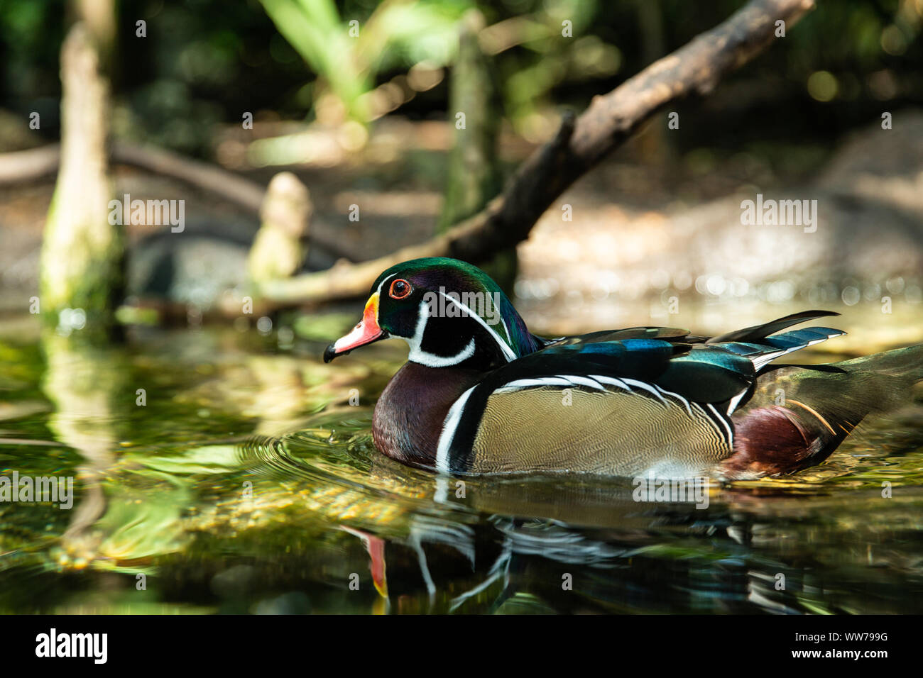 Wood Duck (Aix sponsa) swimming at the Florida Aquarium in Tampa, Florida, USA. Stock Photo