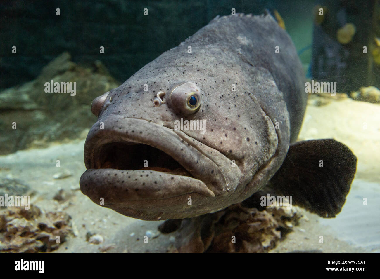 300 lb Atlantic Goliath Grouper (Epinephelus itajara) named "Cleatus