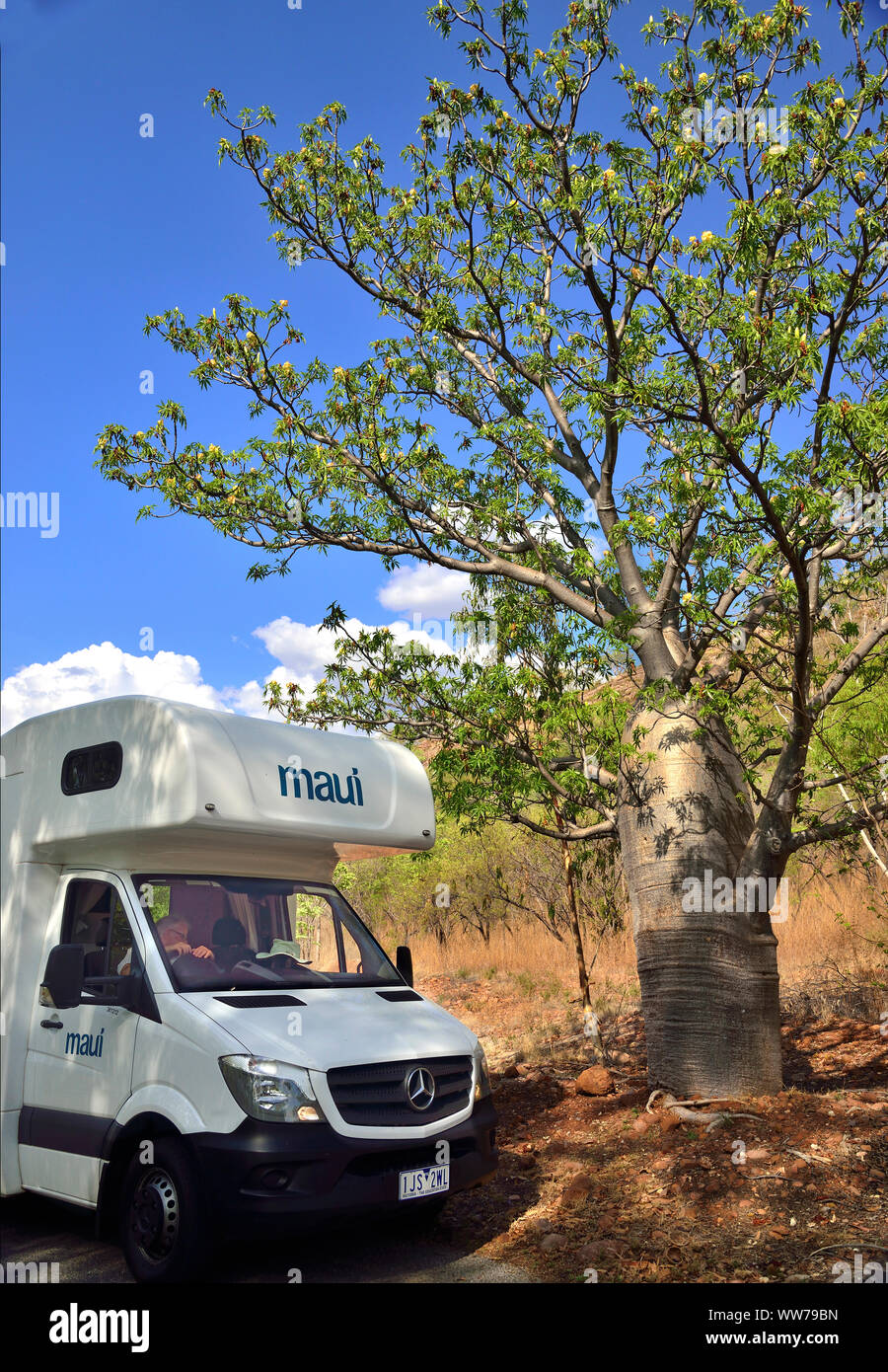Tourist touring around Northern Territory at Nitmiluk National Park admiring a Baobab tree beside Katherine Gorge,Northern Territory,Top End,Australia Stock Photo