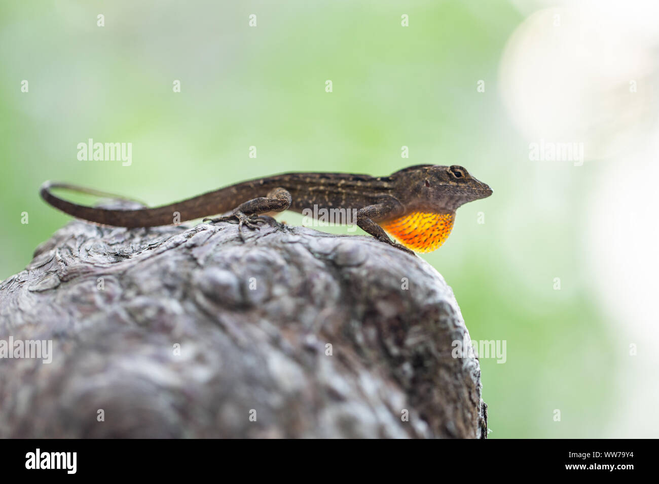 Male Cuban brown anole (Anolis sagrei) extending it's dewlap to attract a mate at A.L. Anderson Park, Tarpon Springs, Florida, USA. Stock Photo