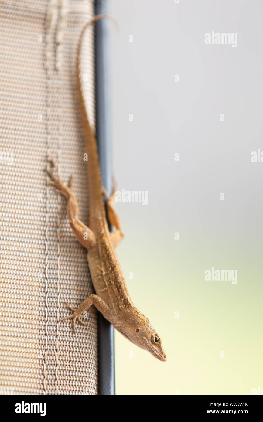 Highly Invasive Female Cuban brown anole (Anolis sagrei) relaxing in Palm Harbor, Florida, USA. Stock Photo