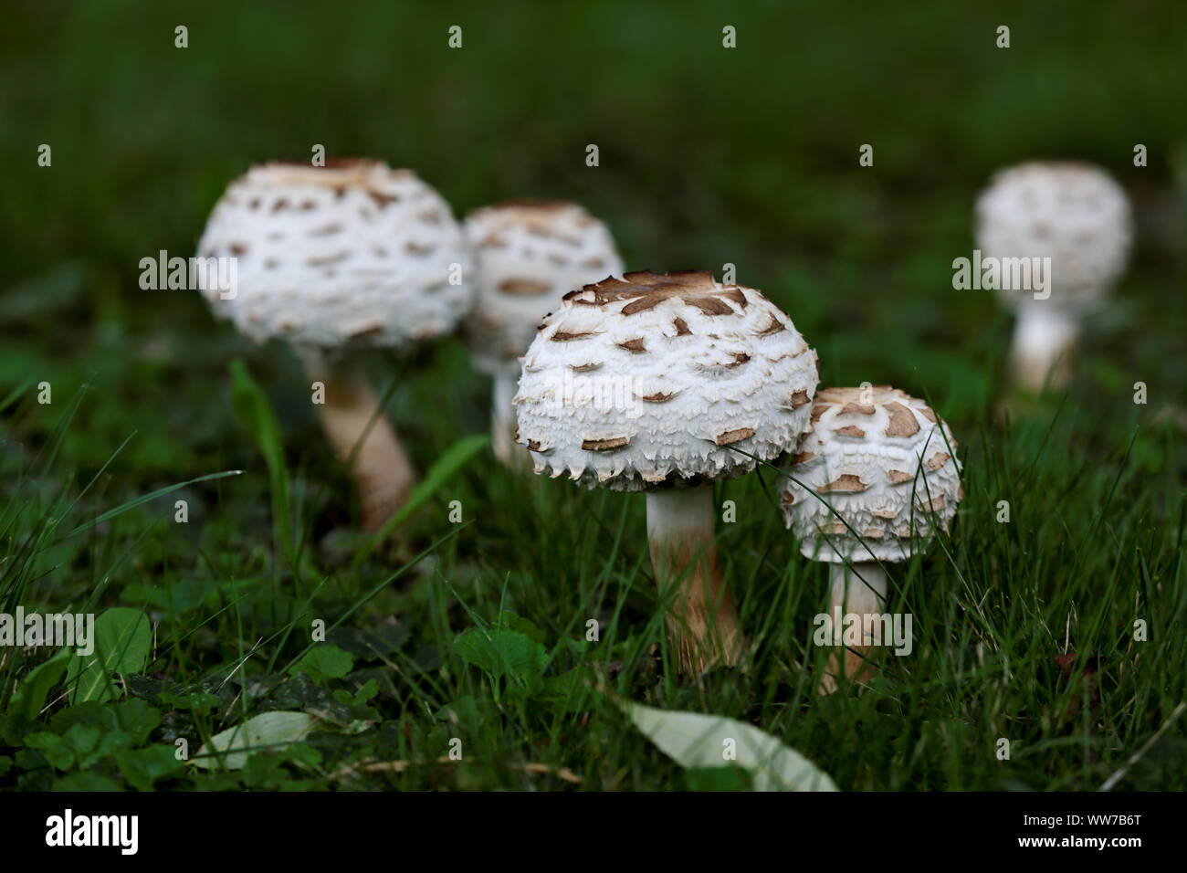 Chlorophyllum Rhacodes Hi res Stock Photography And Images Alamy chlorophyllum-rhacodes-hi-res-stock-photography-and-images-alamy