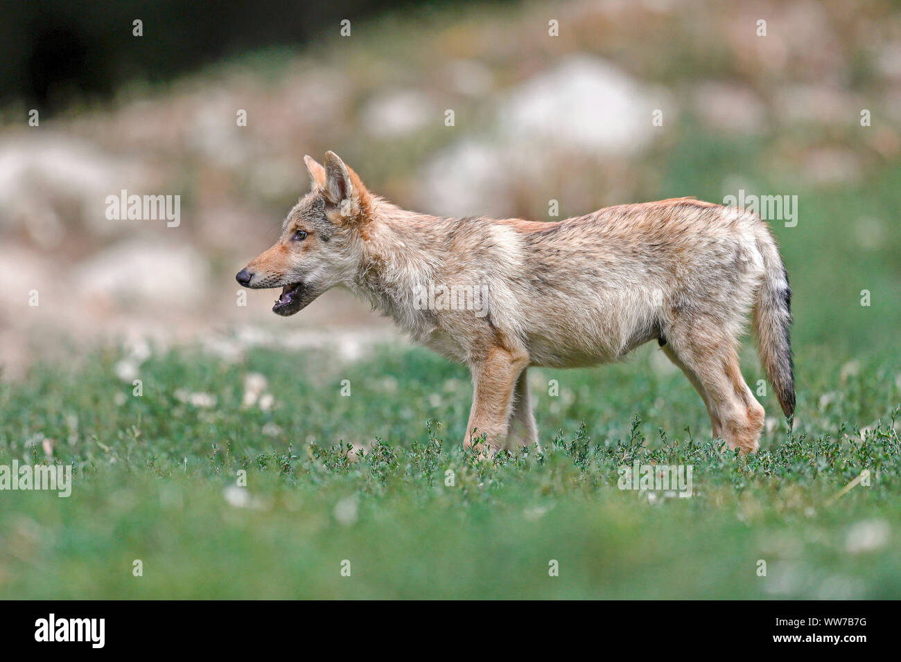 Timberwolf, wolf, american wolf, puppy, captive Stock Photo Alamy
