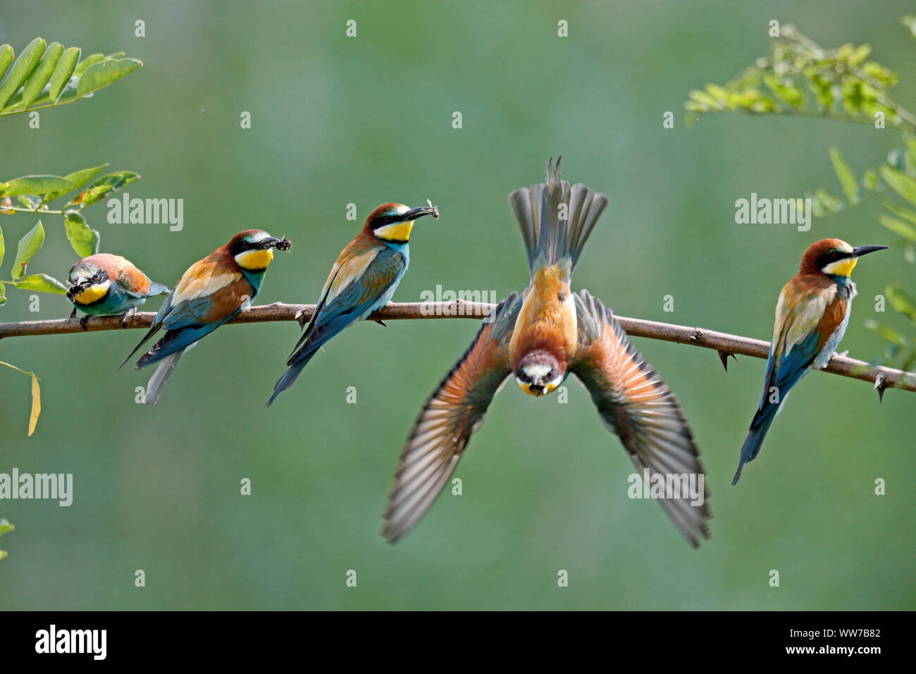 European bee-eater on a branch, wildlife, Rhineland-Palatinate, Germany Stock Photo