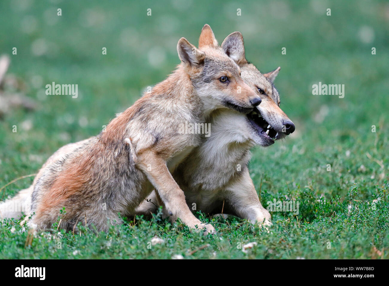 Timberwolf, wolf, american wolf, puppy, captive Stock Photo