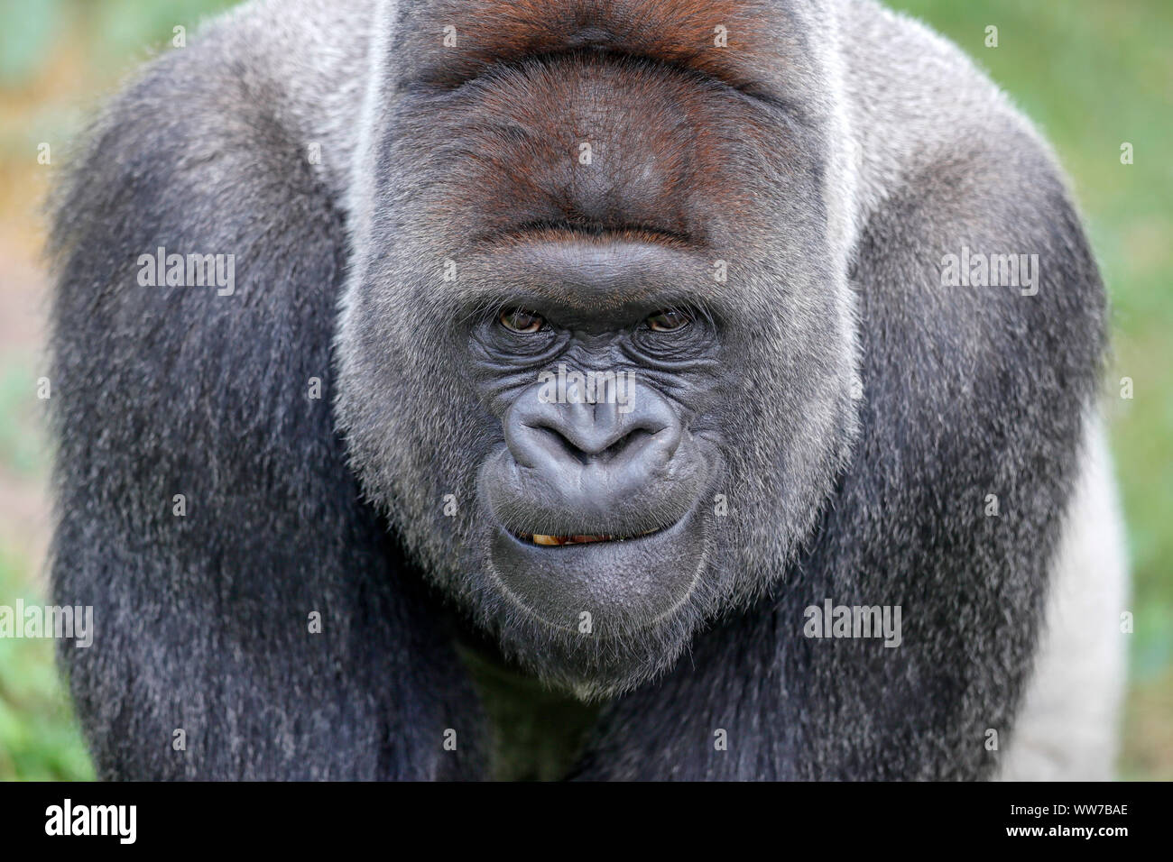 Western lowland gorilla, silverback, captive, Stock Photo
