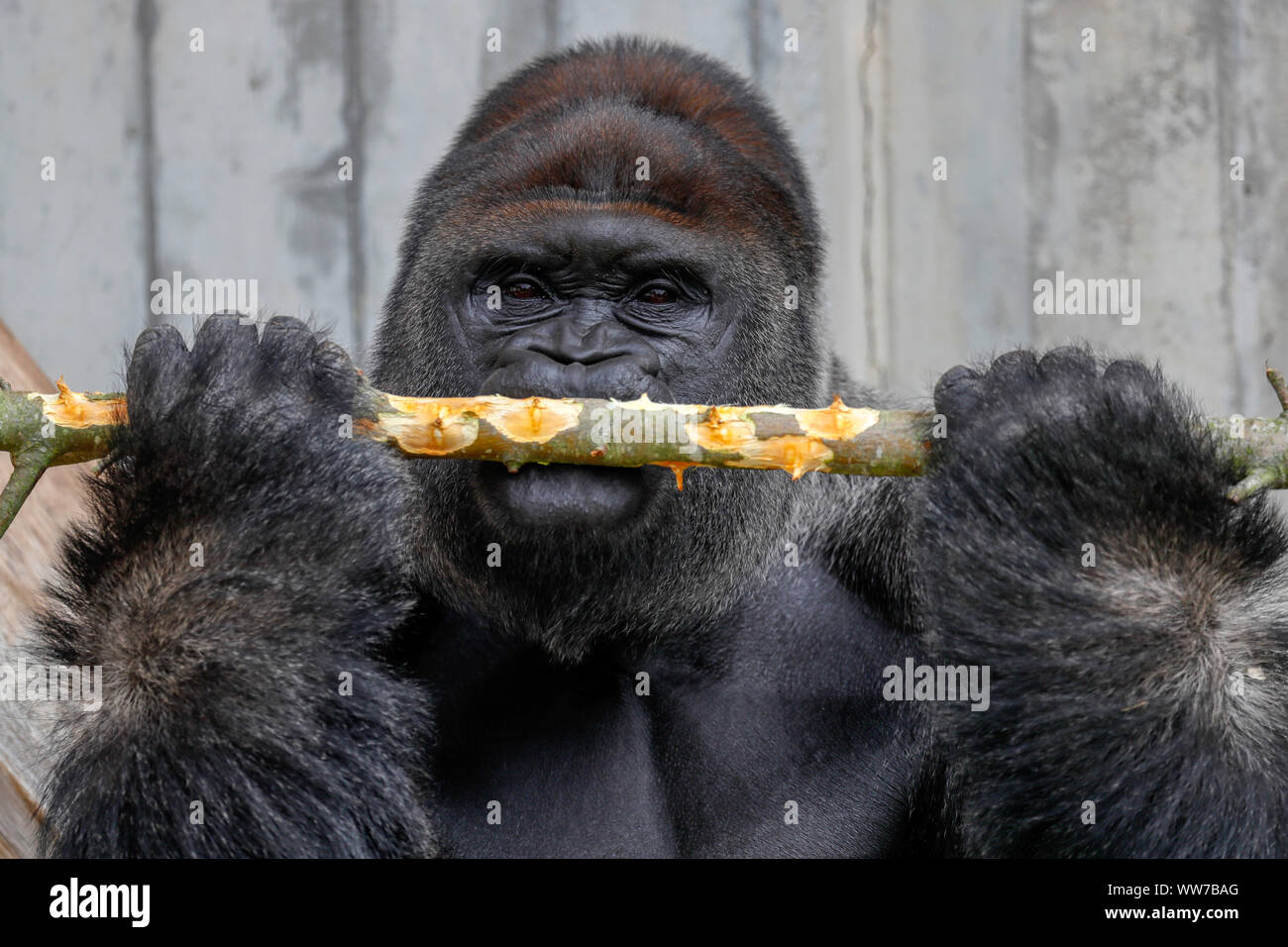 Western lowland gorilla, silverback, captive, Stock Photo