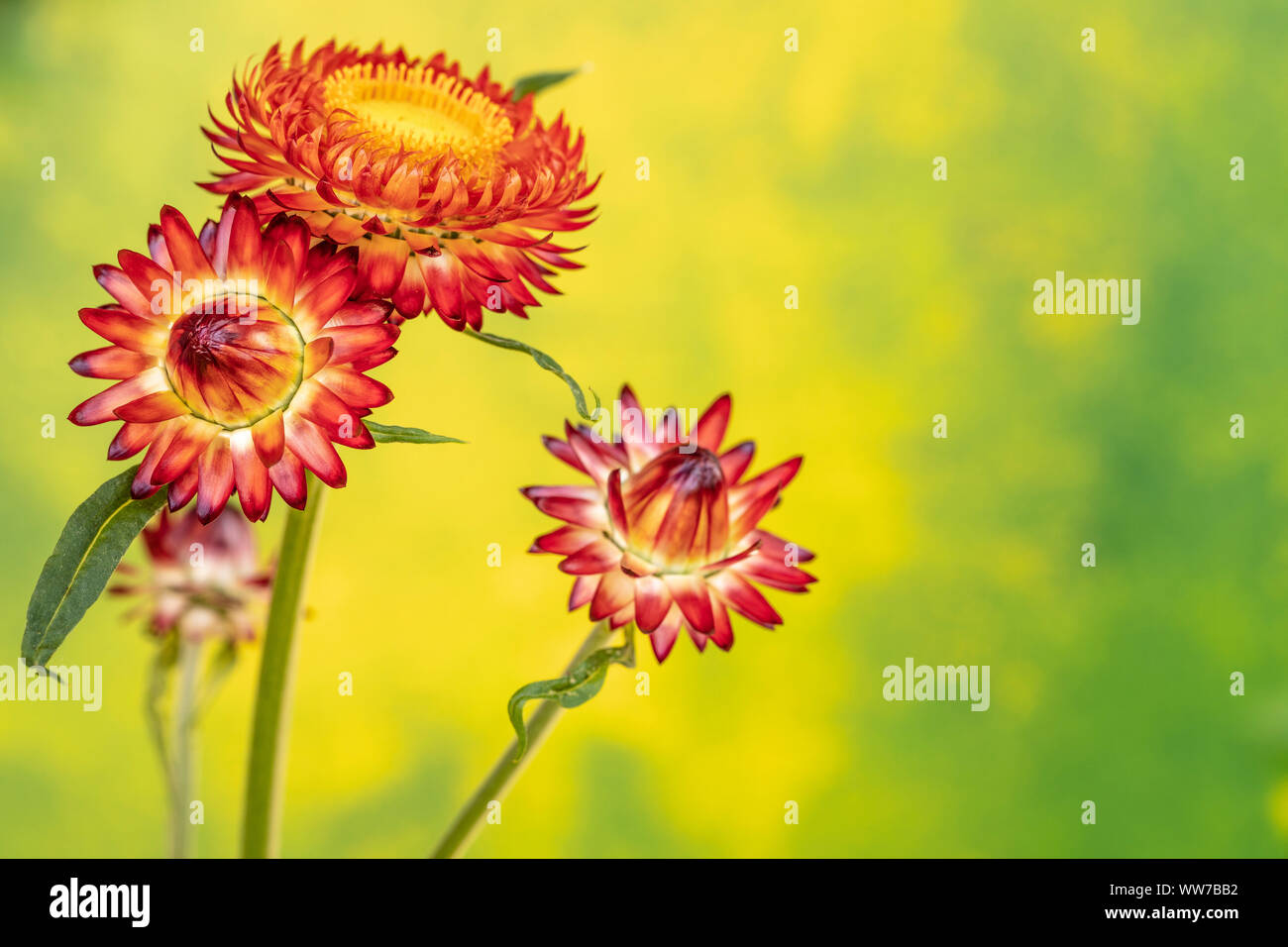 Strawflower Helichrysum Moreska, closeup view Stock Photo Alamy