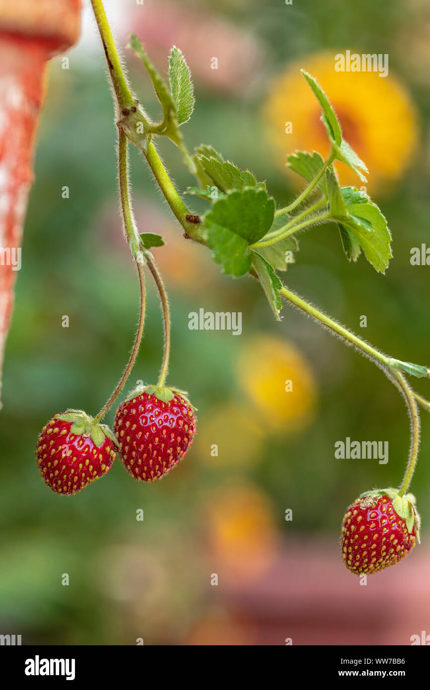 Pink strawberry blossom, garden strawberry, Fragaria ananassa Stock ...