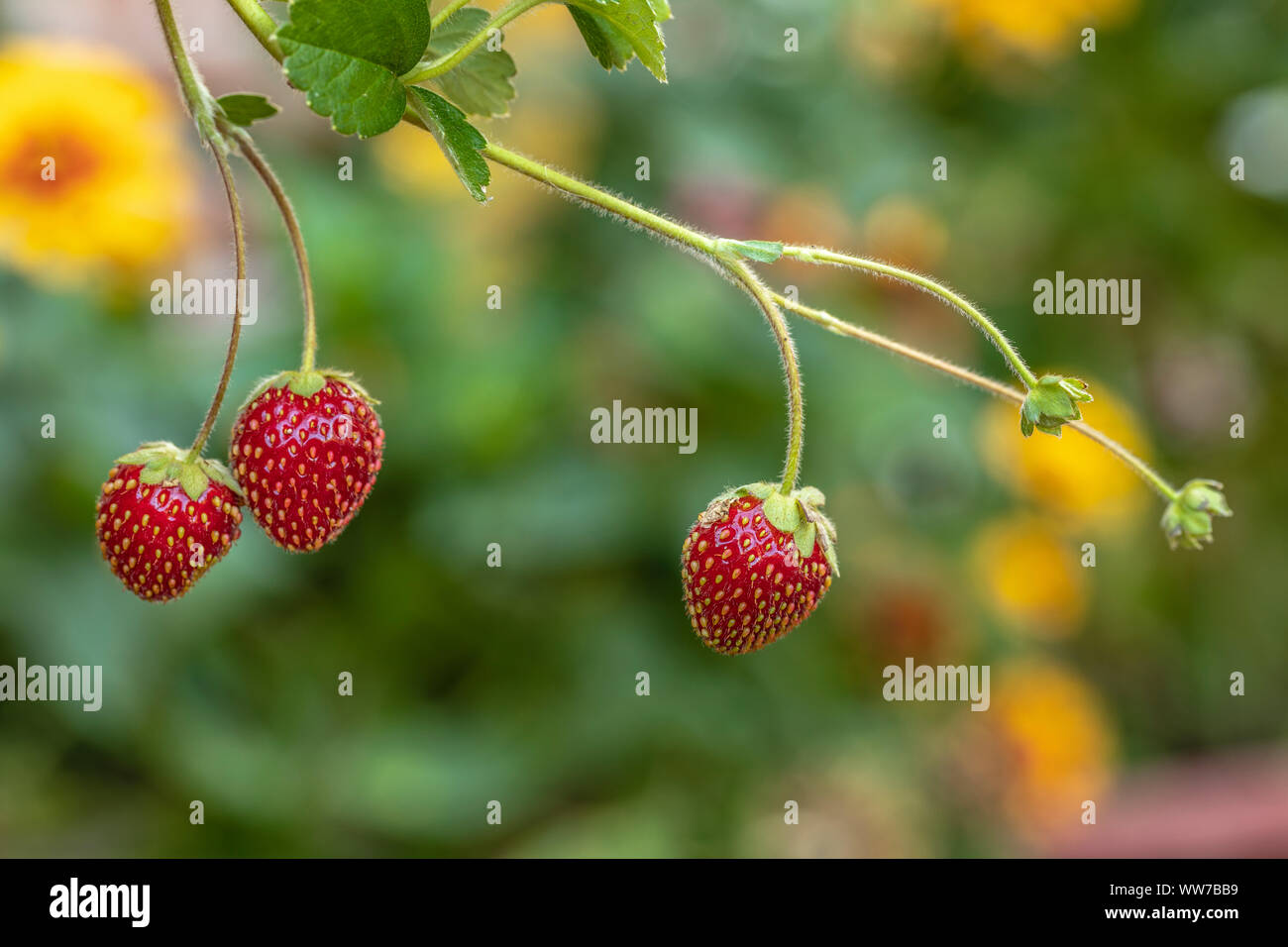 Pink strawberry blossom, garden strawberry, Fragaria ananassa Stock ...
