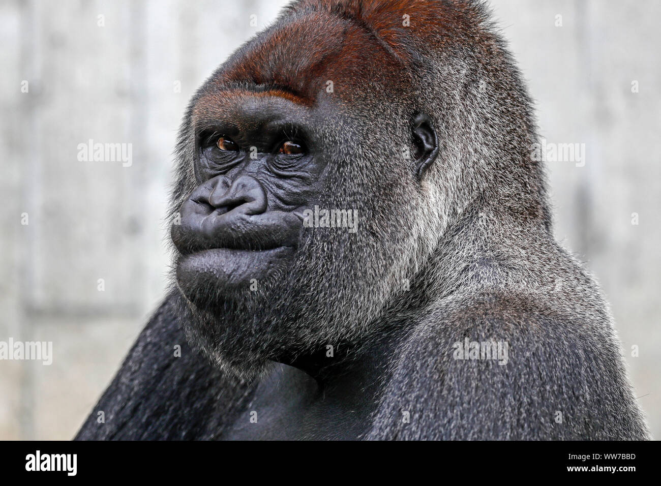 Silverback gorilla head side view hi-res stock photography and images