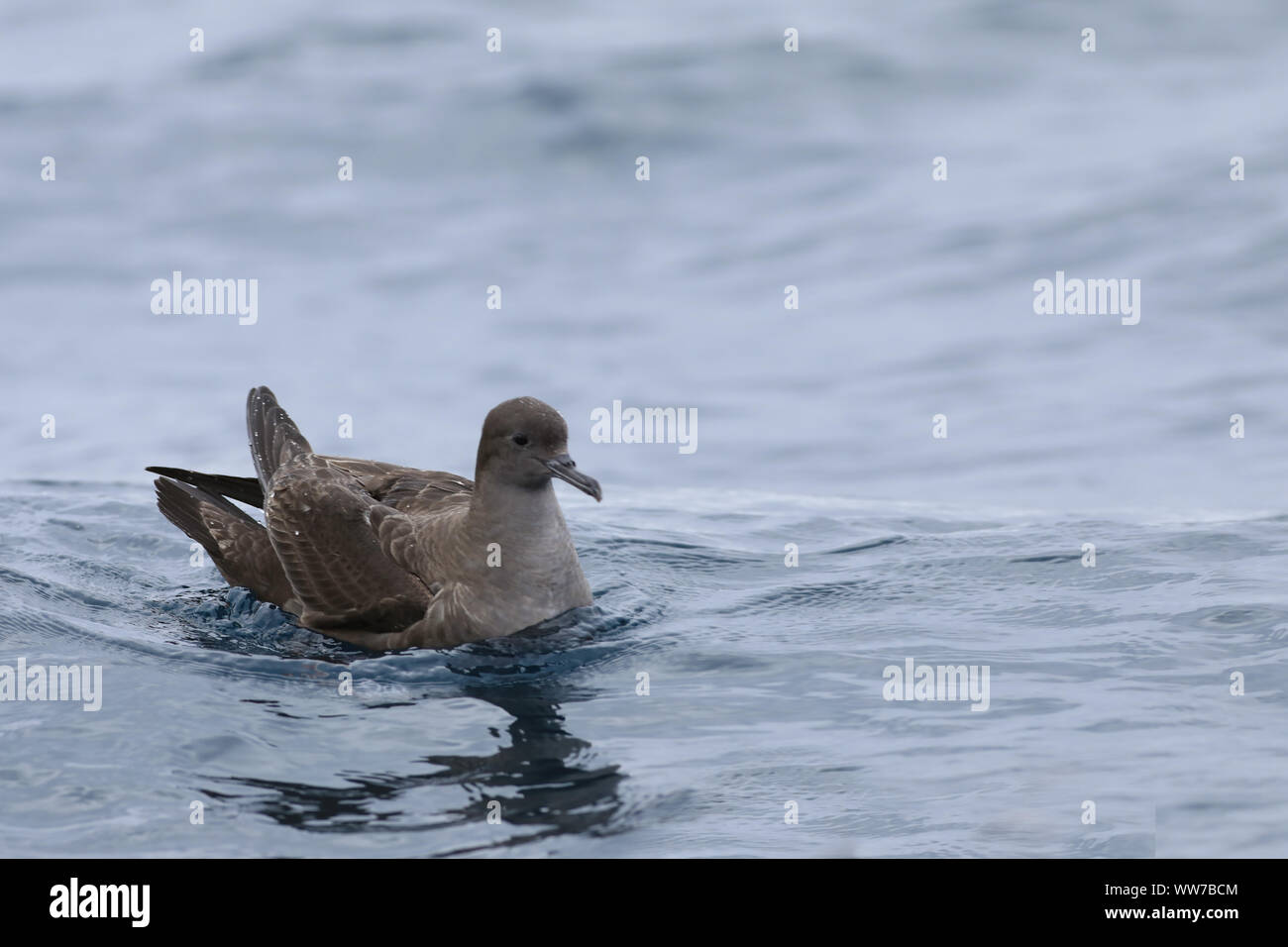 A Short-tailed Shearwater, Puffinus tenuirostris, on water Stock Photo