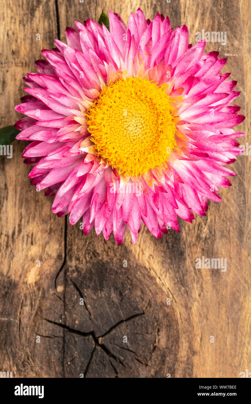 Strawflower Helichrysum Moreska, close-up on wooden background Stock Photo