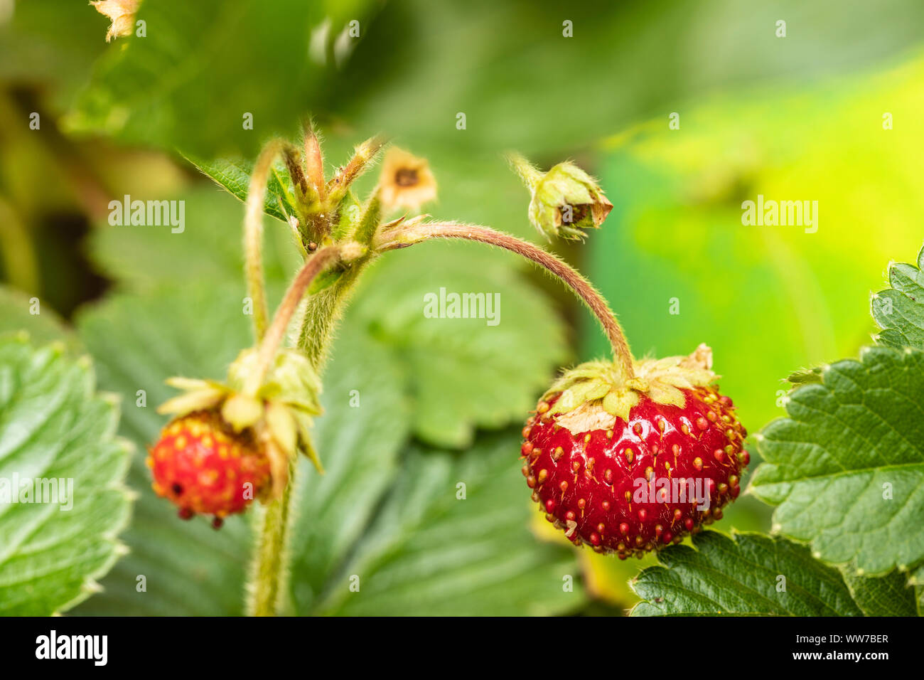 Pink strawberry blossom, garden strawberry, Fragaria ananassa Stock ...