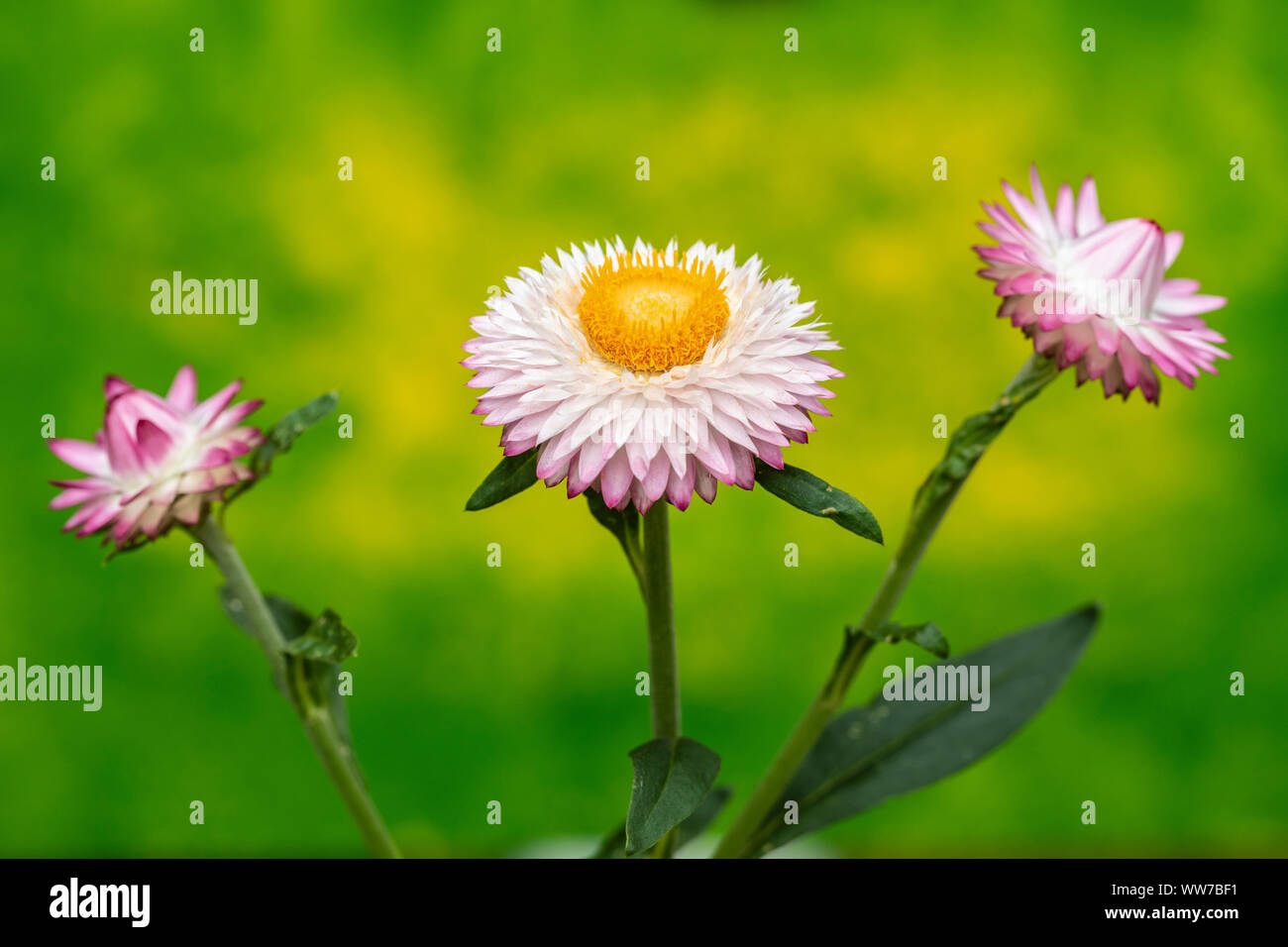 Strawflower Helichrysum Moreska, closeup view Stock Photo Alamy
