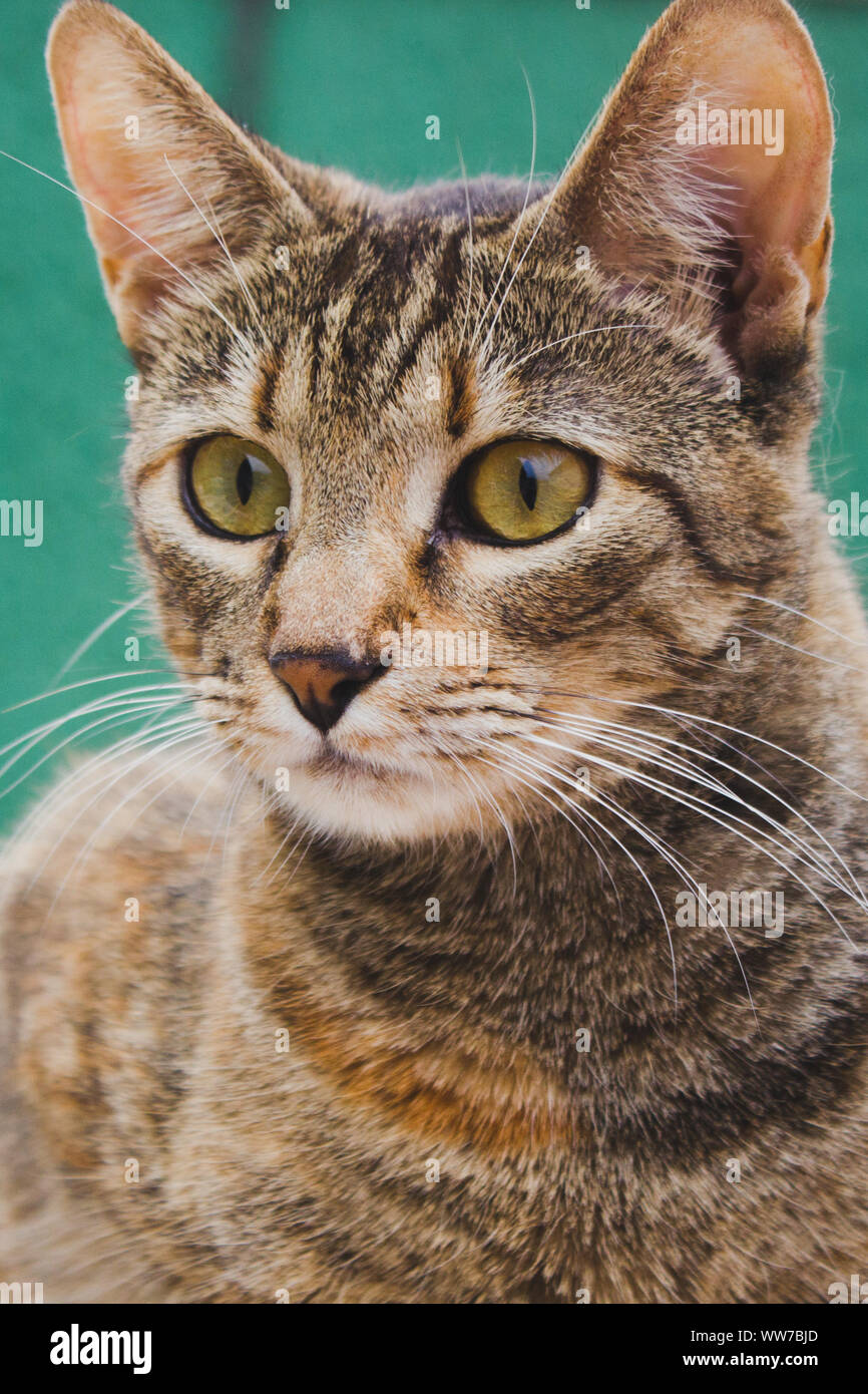 Tabby cat playing outside hi-res stock photography and images - Alamy