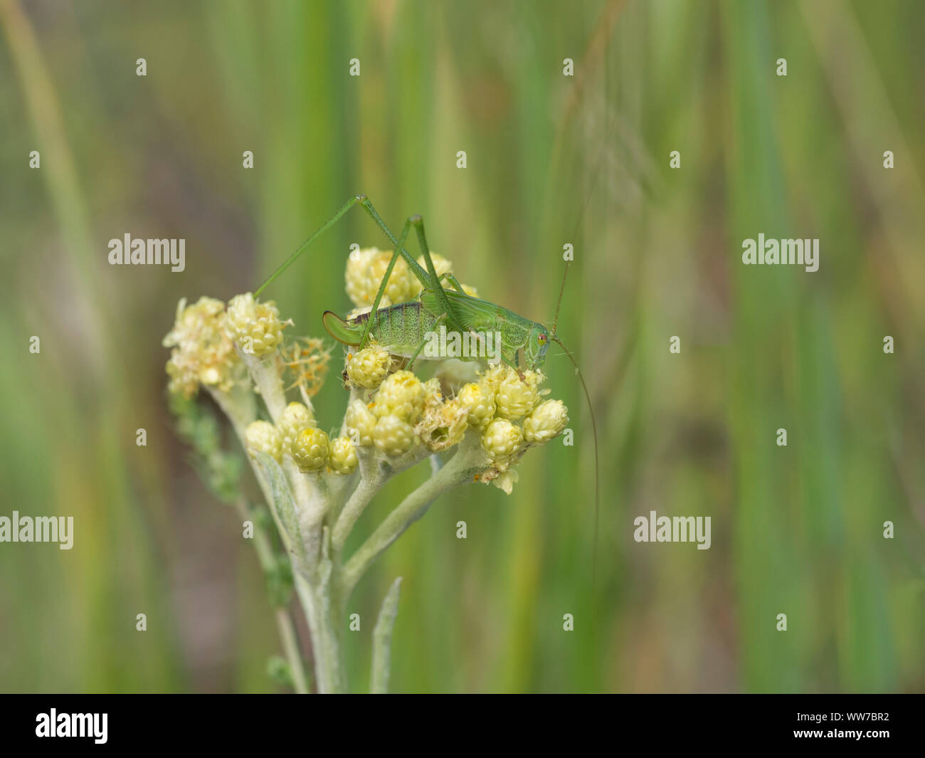 Common sickle insect, Phaneroptera falcata Stock Photo