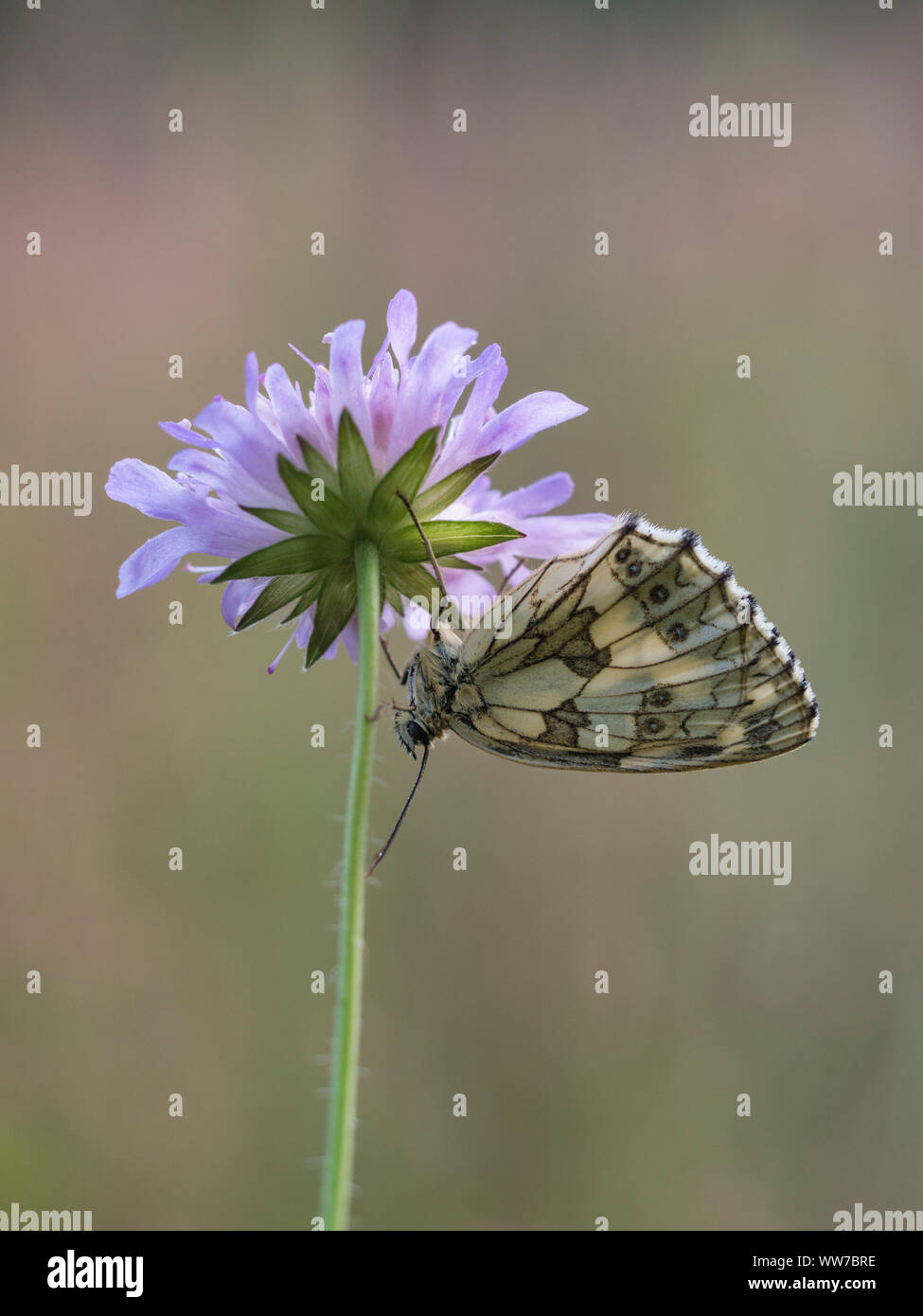 Chessboard, Melanargia galathea, on a blossom Stock Photo