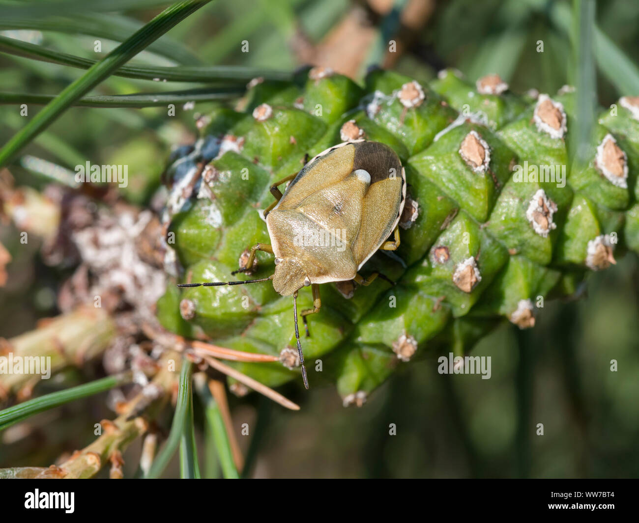 Pine Guest, Chlorochroa pinicola Stock Photo
