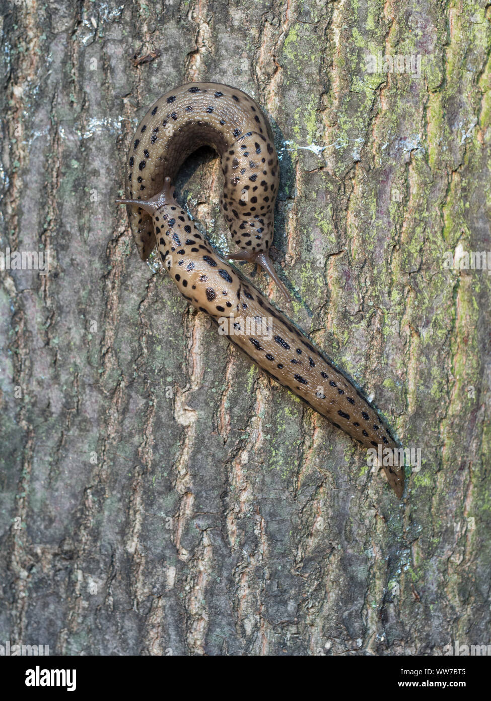 Tiger snow, Limax maximus, on a tree trunk Stock Photo