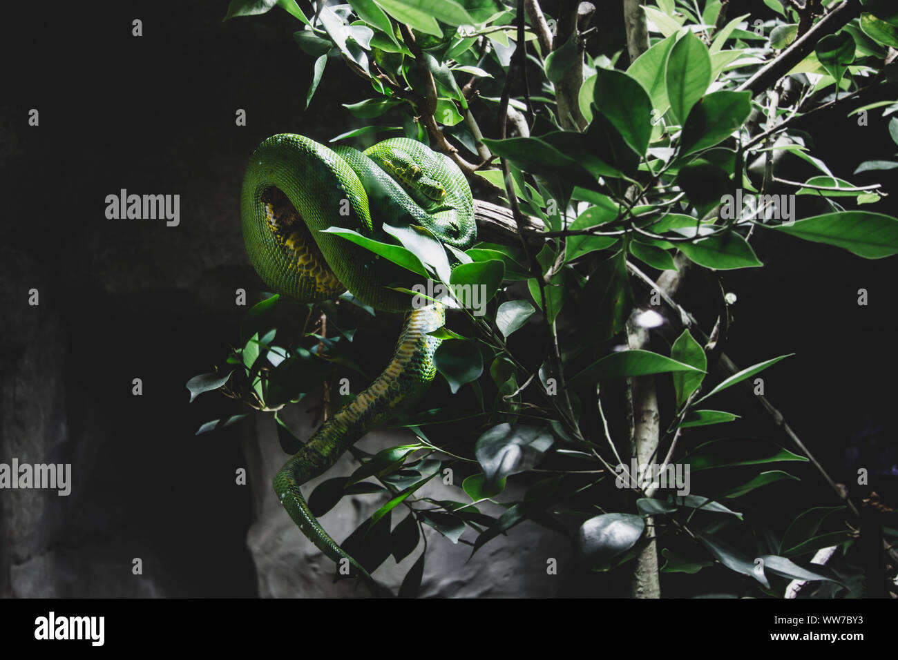 A close-up view of a green tree python slithering on a tree. Stock Photo
