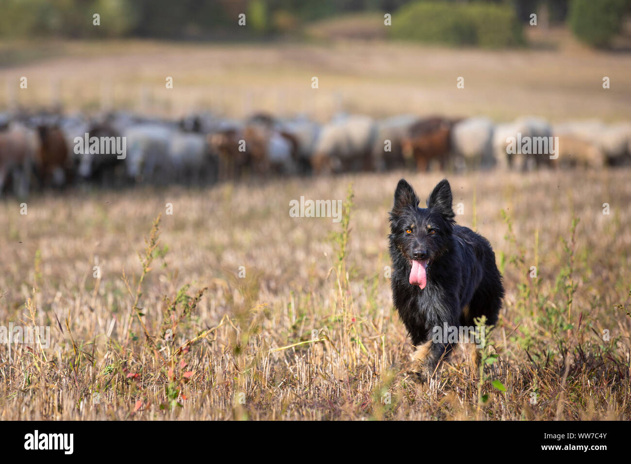 Germany, Mecklenburg-Western Pomerania, old German herding dog running towards camera Stock Photo