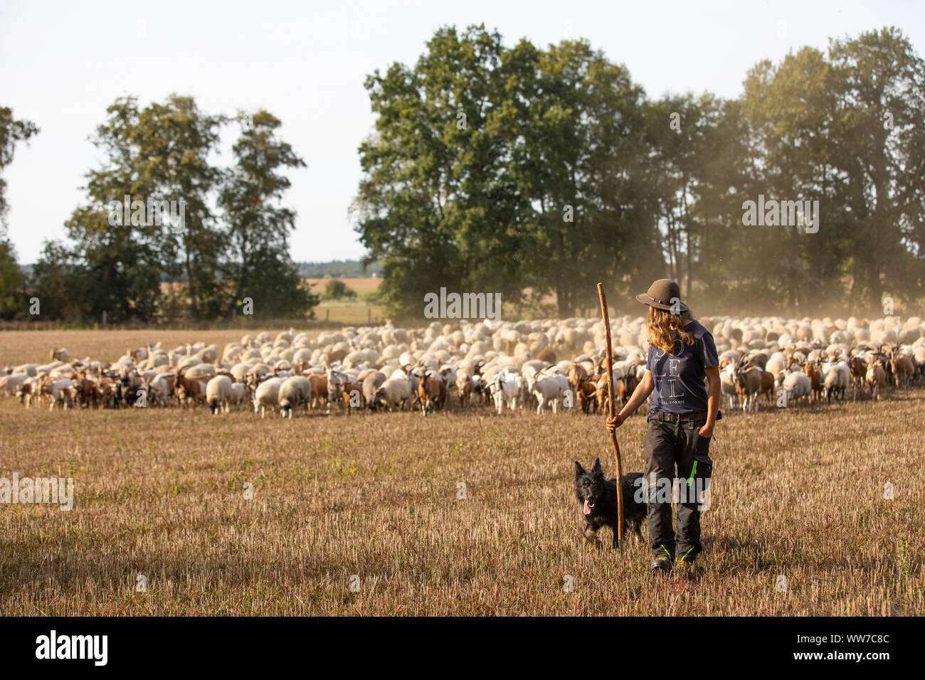 Germany, Mecklenburg-Western Pomerania, shepherdess with dog and herd Stock Photo